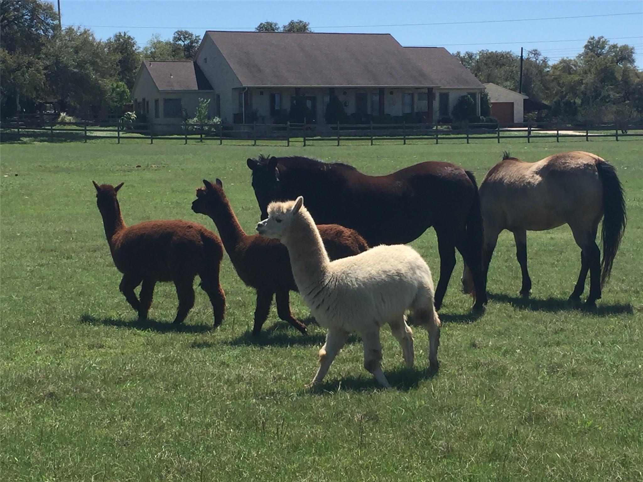 TBD Spanish Oak Trl, Dripping Springs, TX 78620