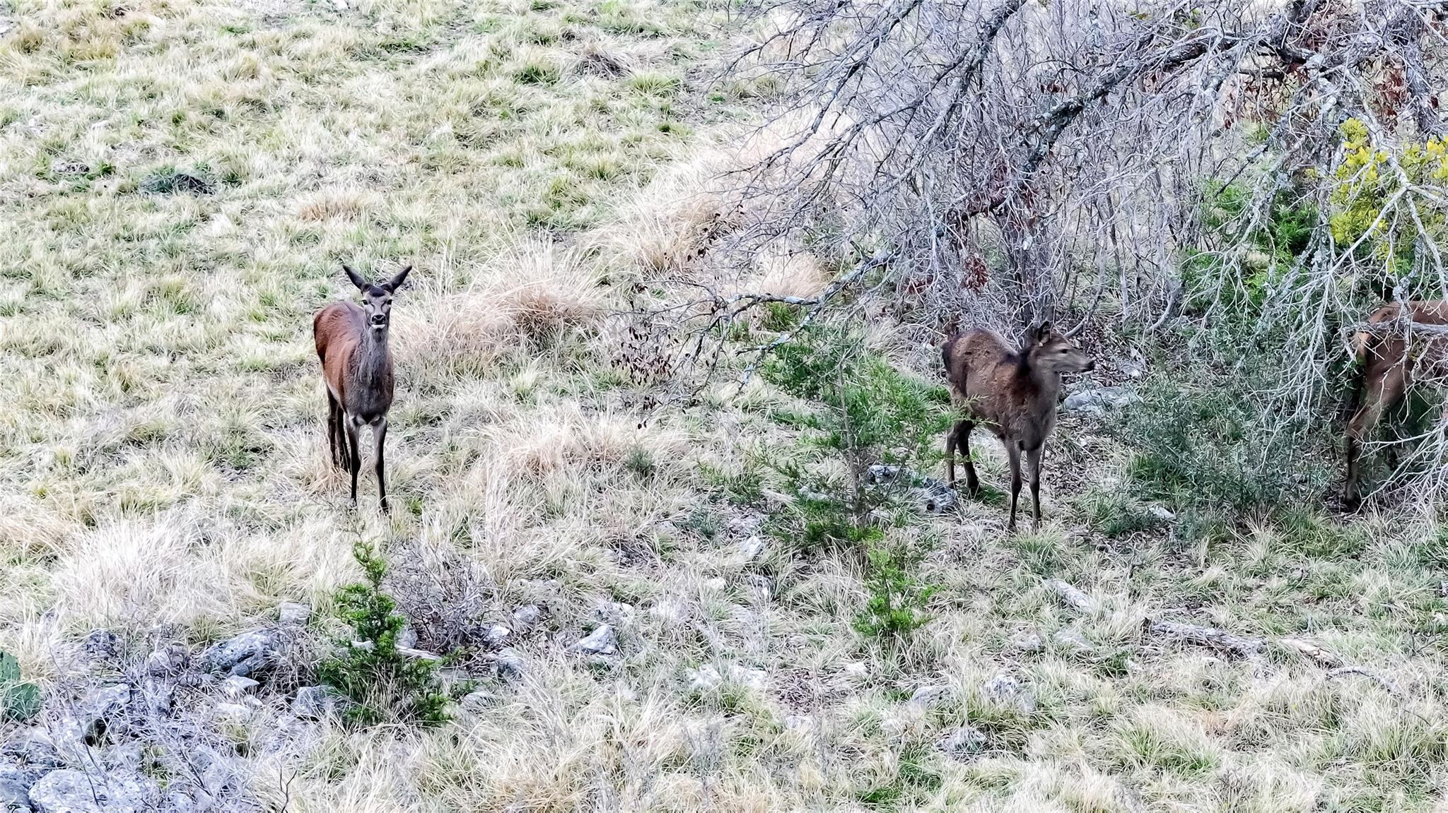 405 Heartleaf Dr, Lampasas, TX 76550