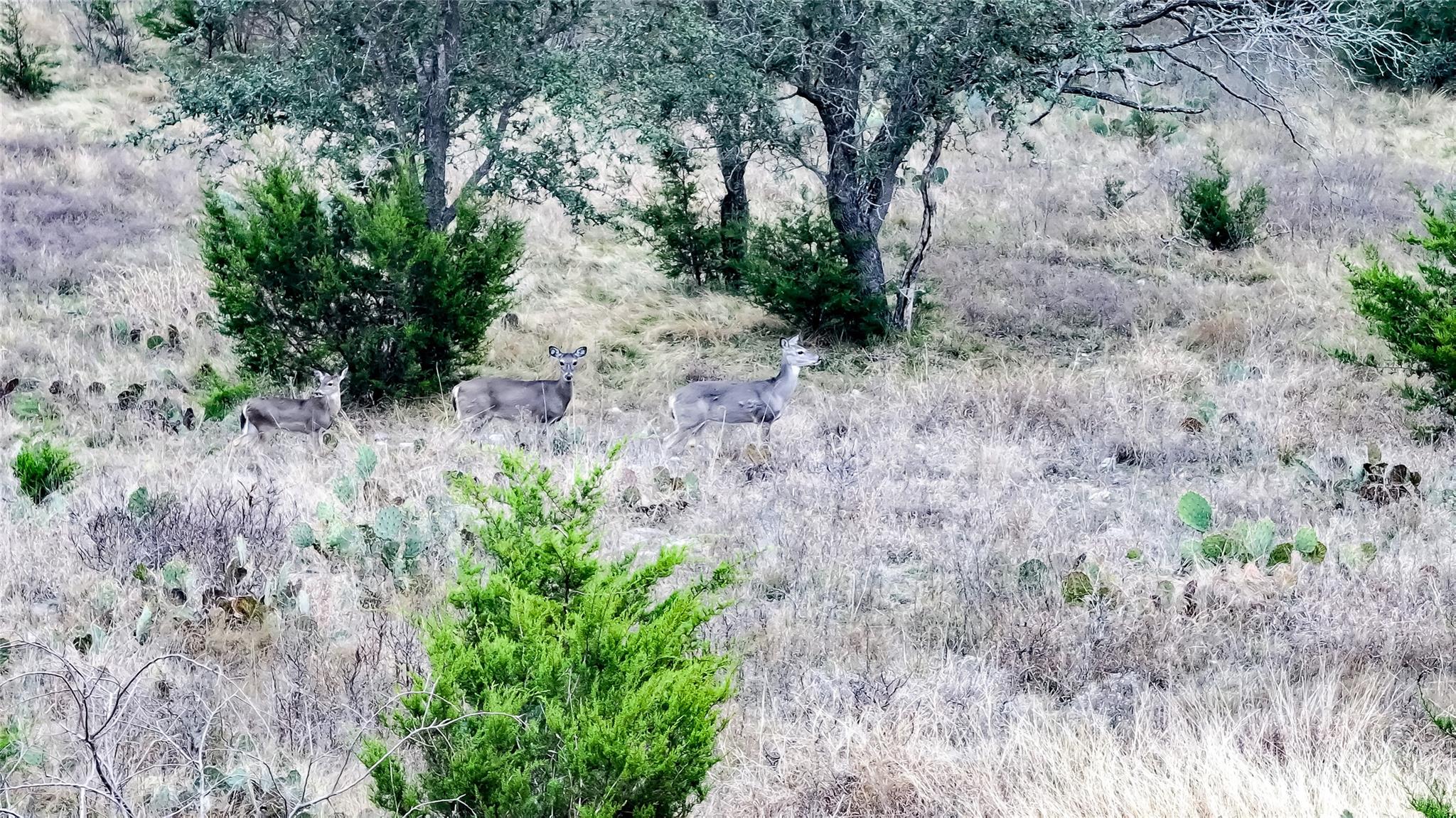 405 Heartleaf Dr, Lampasas, TX 76550