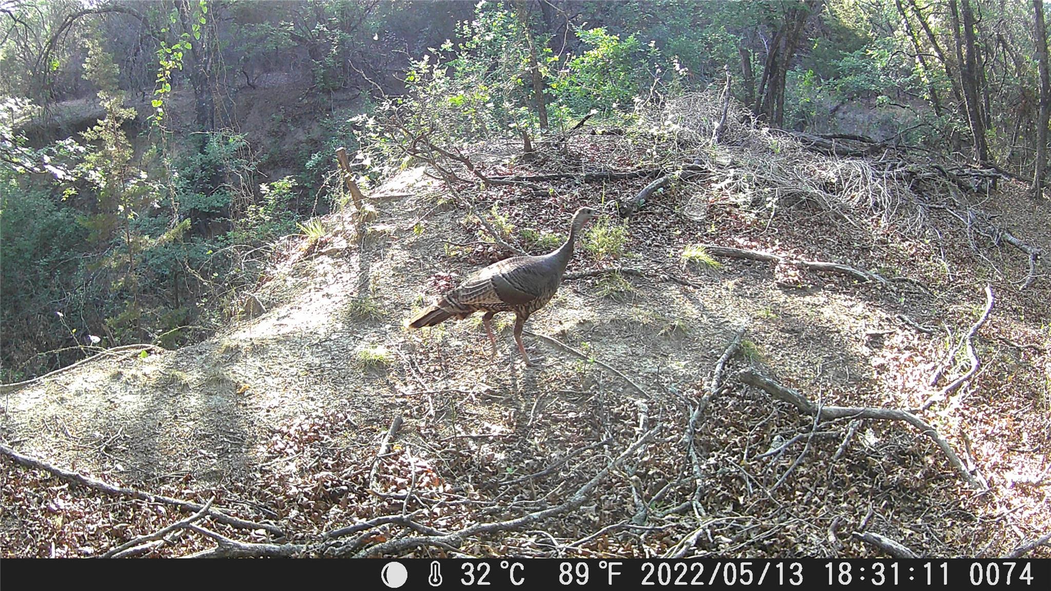 TBD FM 1047, Lometa, TX 76853