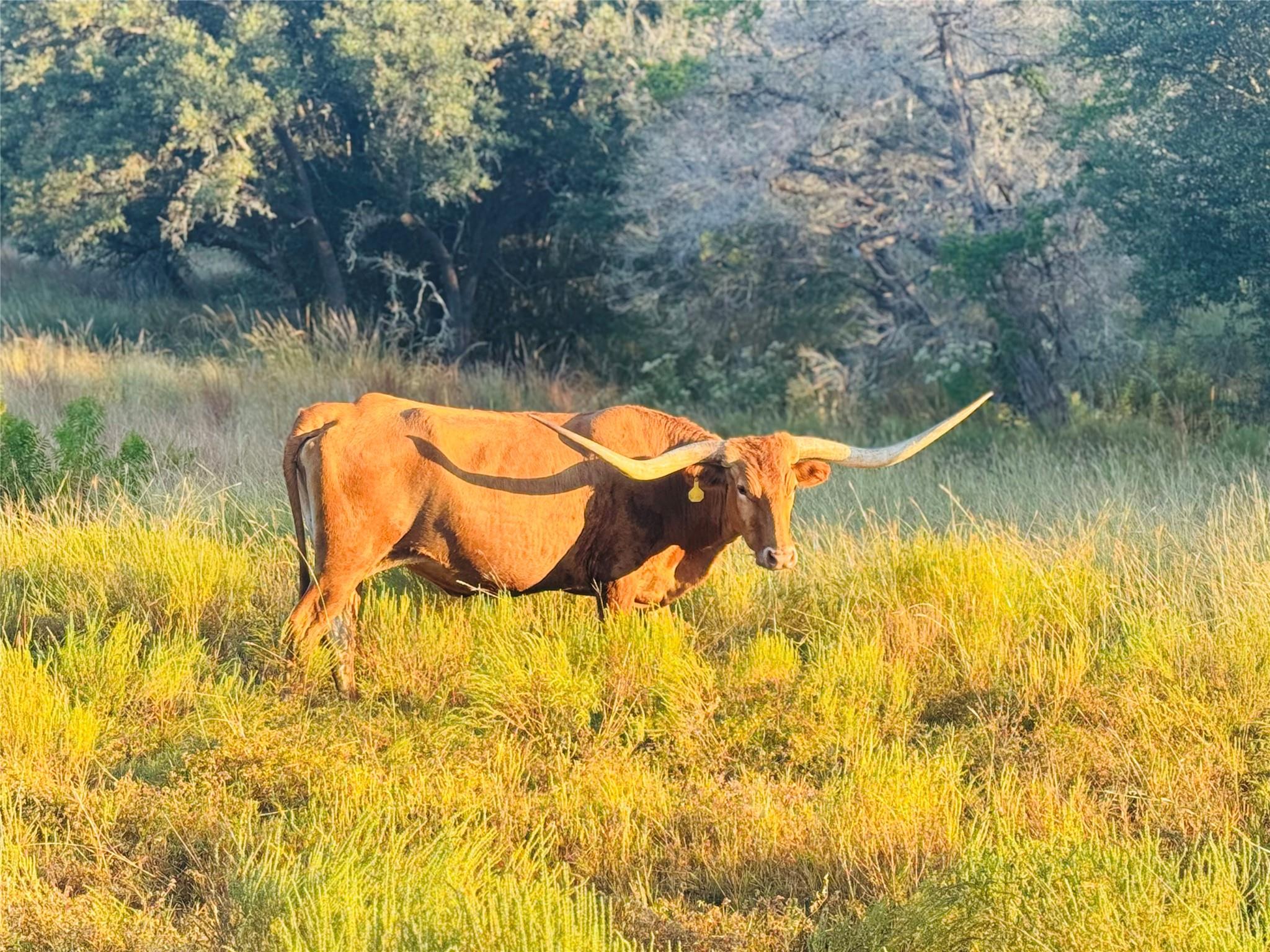 01 Purple Sage Rd, Blanco, TX 78606