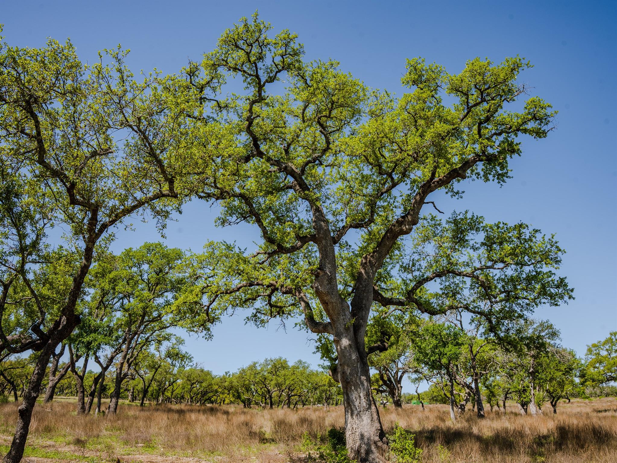 000 Little Creek Rnch, Johnson City, TX 78636