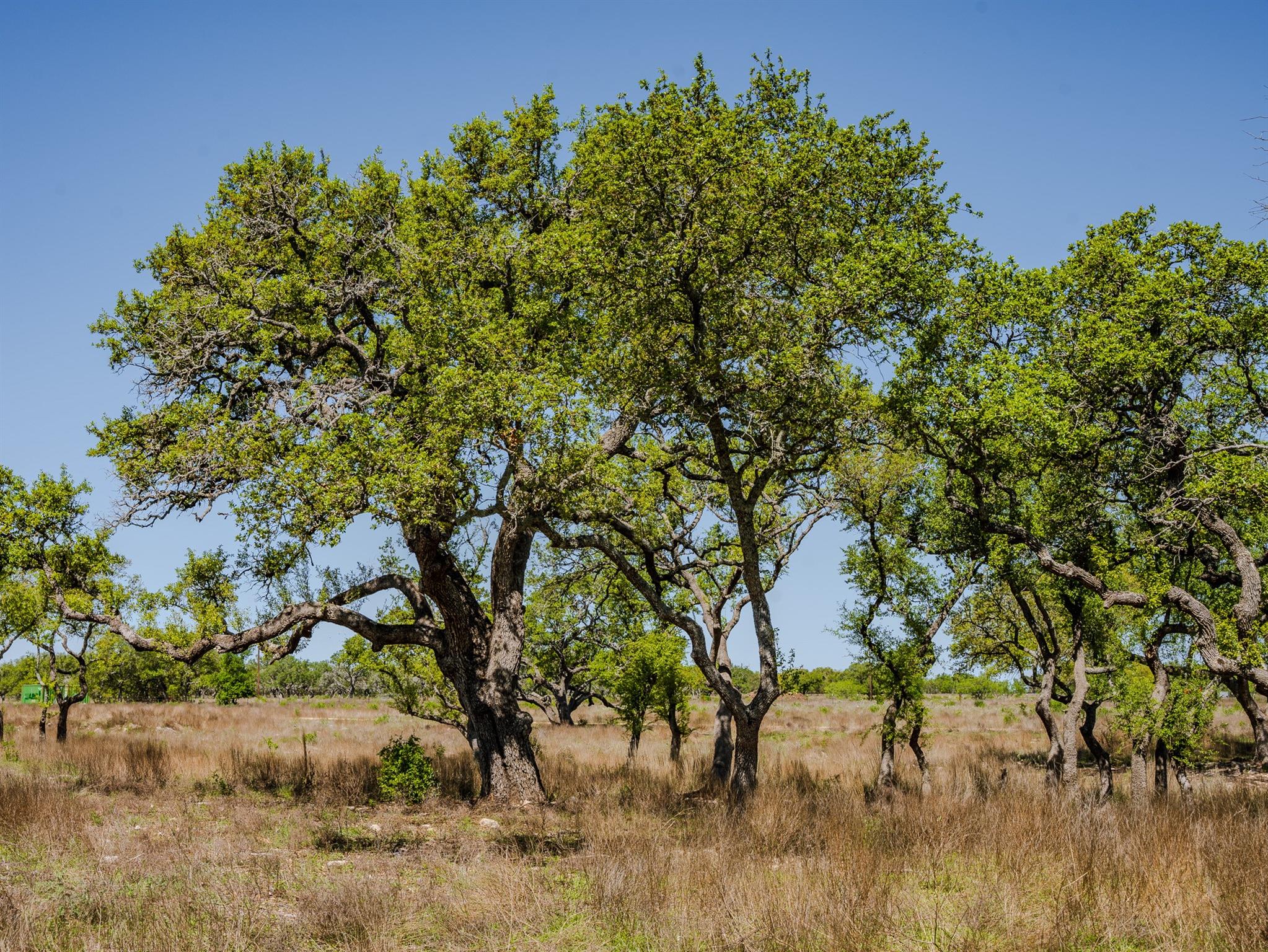 000 Tall Oak Rnch, Johnson City, TX 78636
