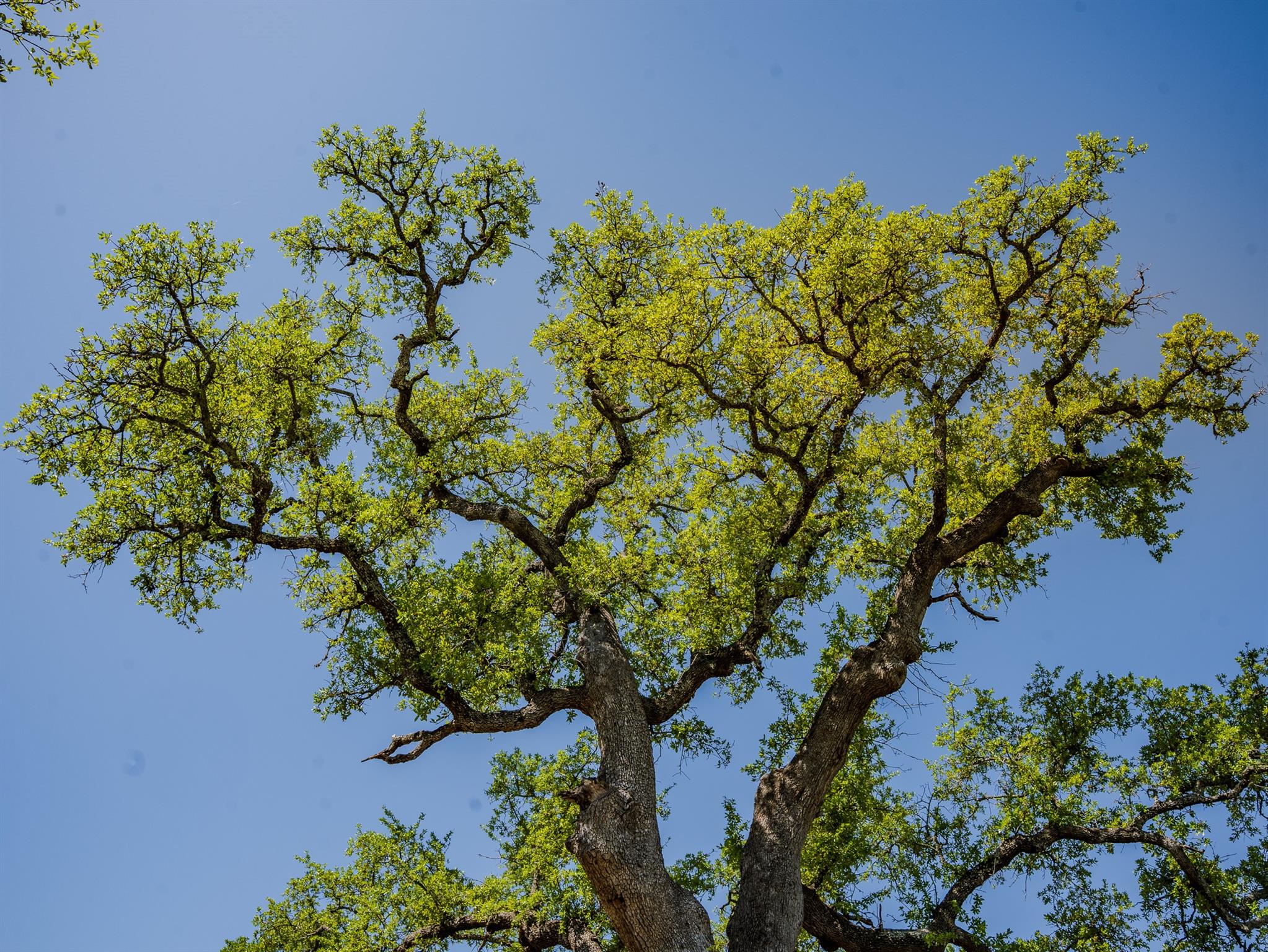 000 Tall Oak Rnch, Johnson City, TX 78636