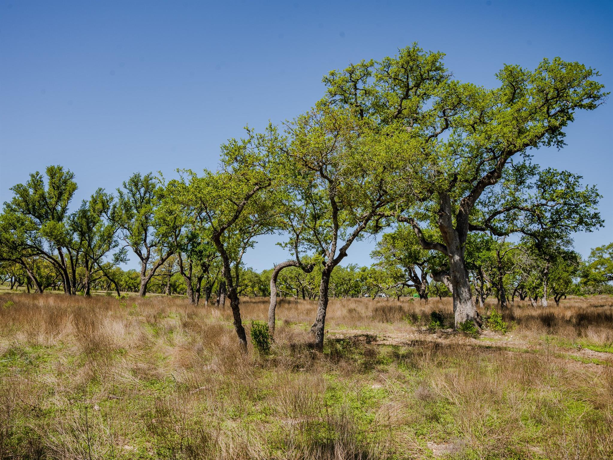 000 Little Creek Rnch, Johnson City, TX 78636