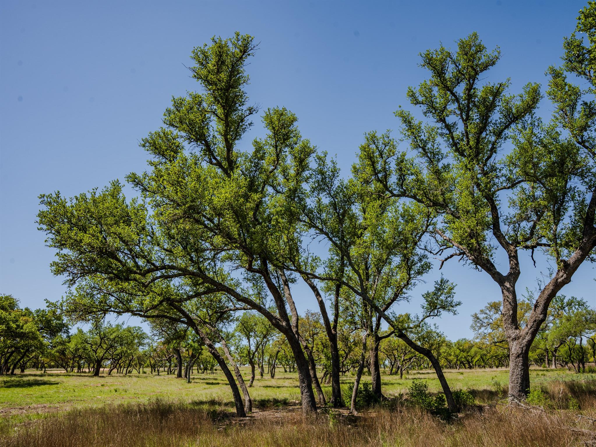 000 Little Creek Rnch, Johnson City, TX 78636