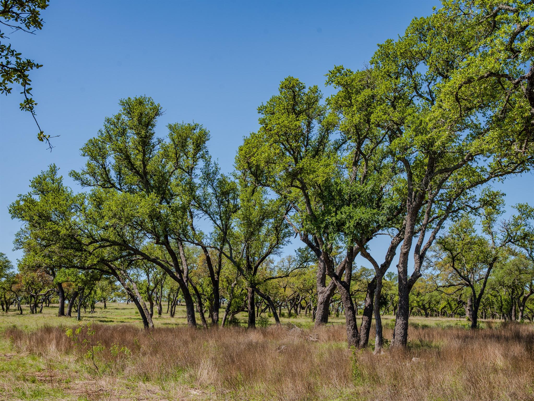 000 Tall Oak Rnch, Johnson City, TX 78636