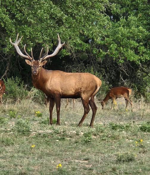 - Private Road 4718 Lot 81 Land, Kempner, TX 76539