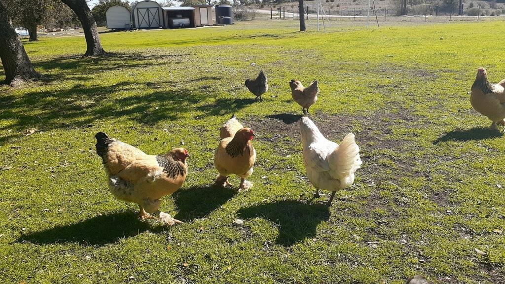 311 Harmon Hills Cv, Dripping Springs, TX 78620