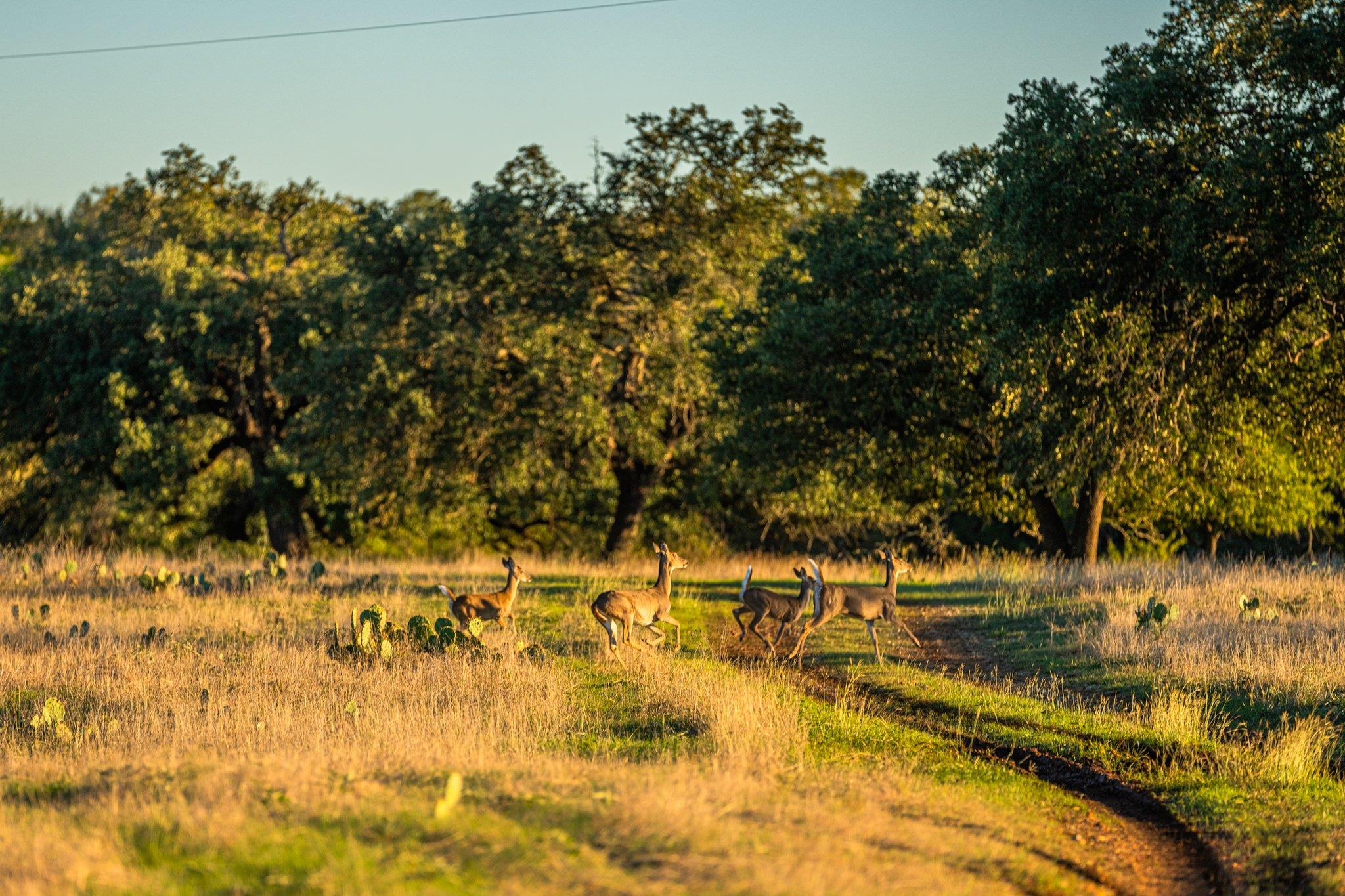 TBD FM-2843, Salado, TX 76571