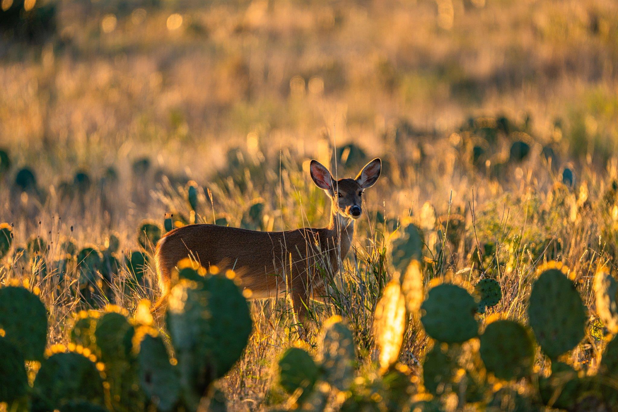 TBD FM-2843, Salado, TX 76571