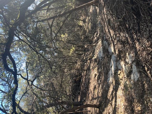 201 Assiniboia Dr, Canyon Lake, TX 78133