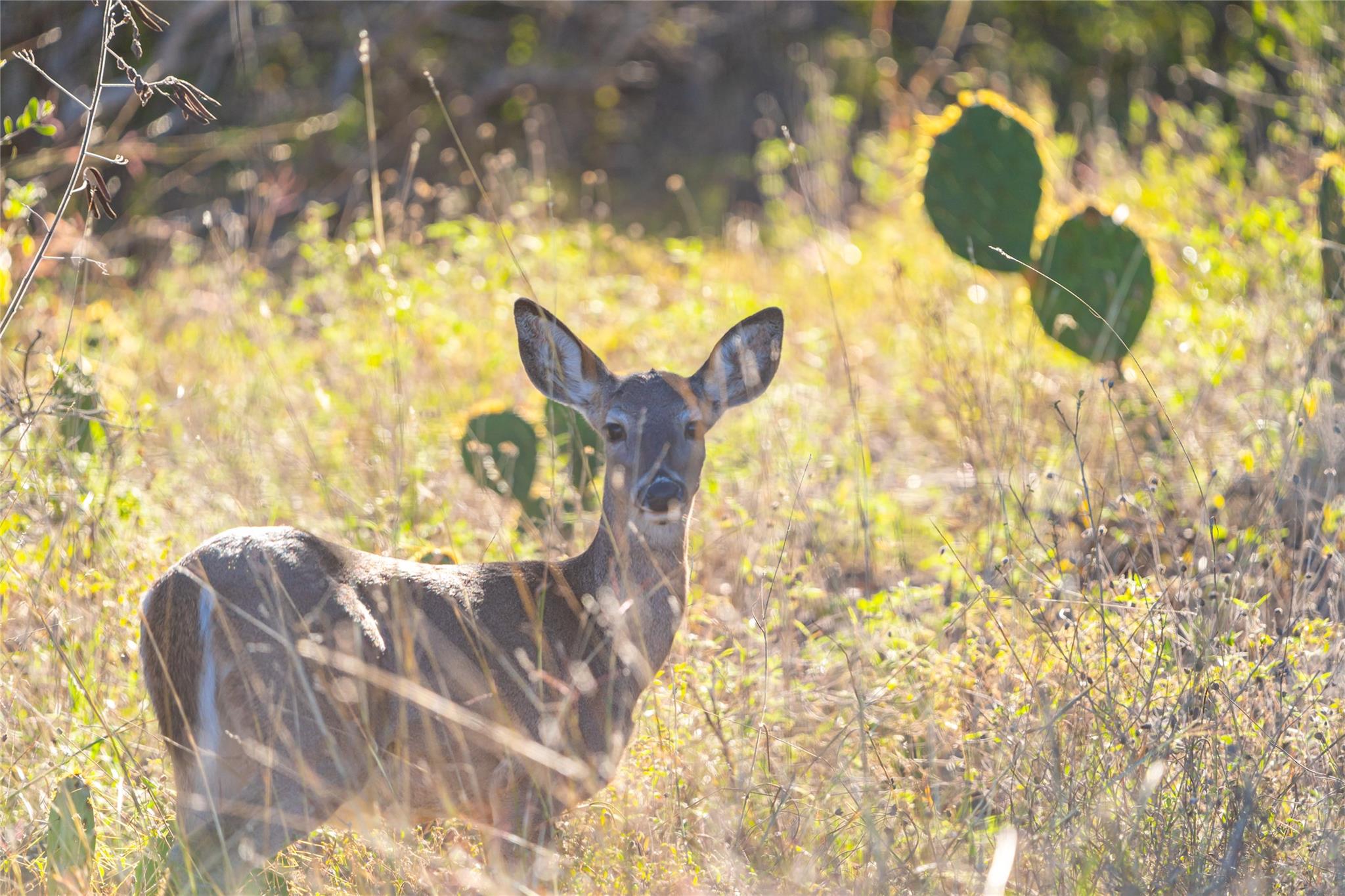 00 W McCarty Ln, San Marcos, TX 78666