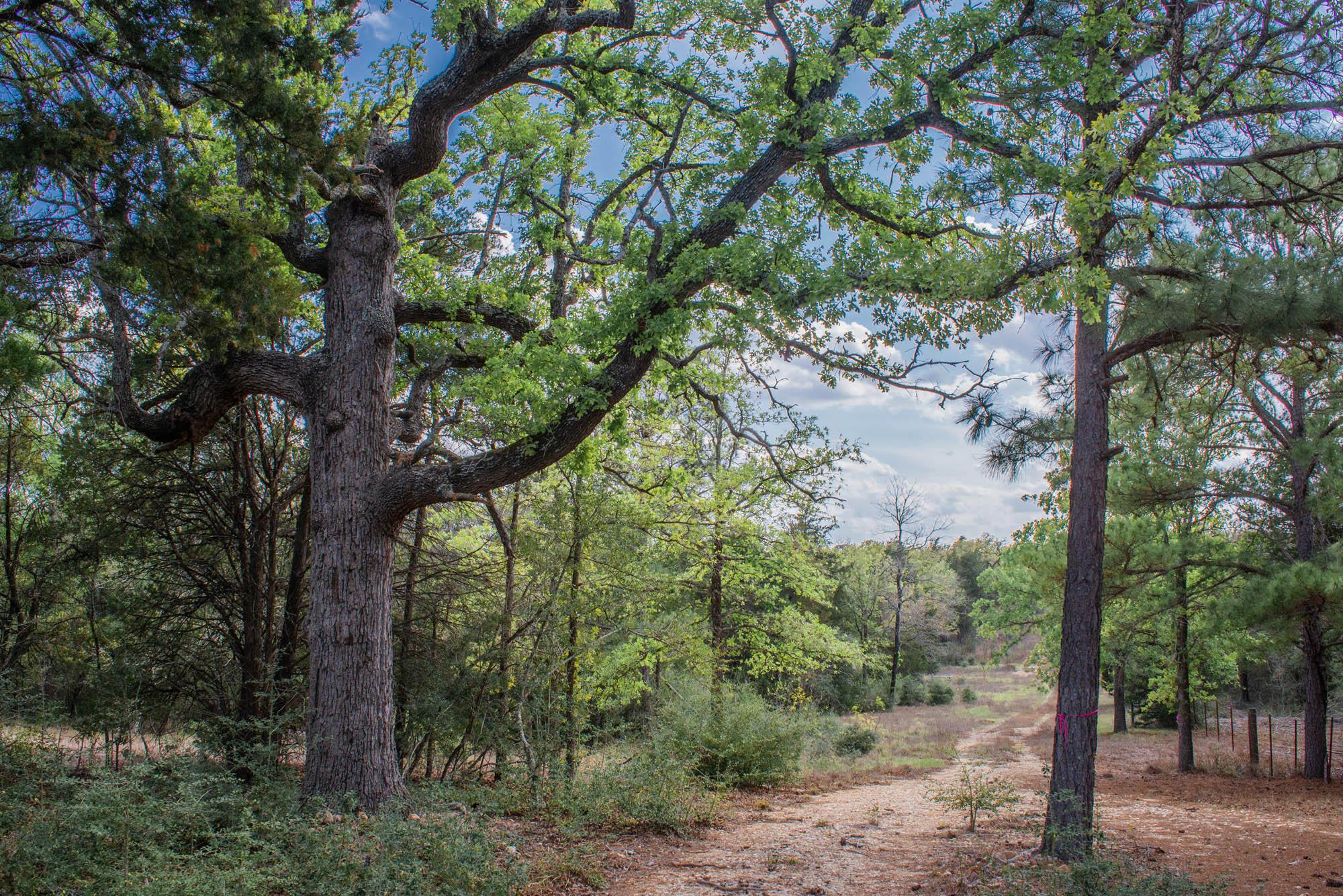 TBD Edgewood Trl, Paige, TX 78659