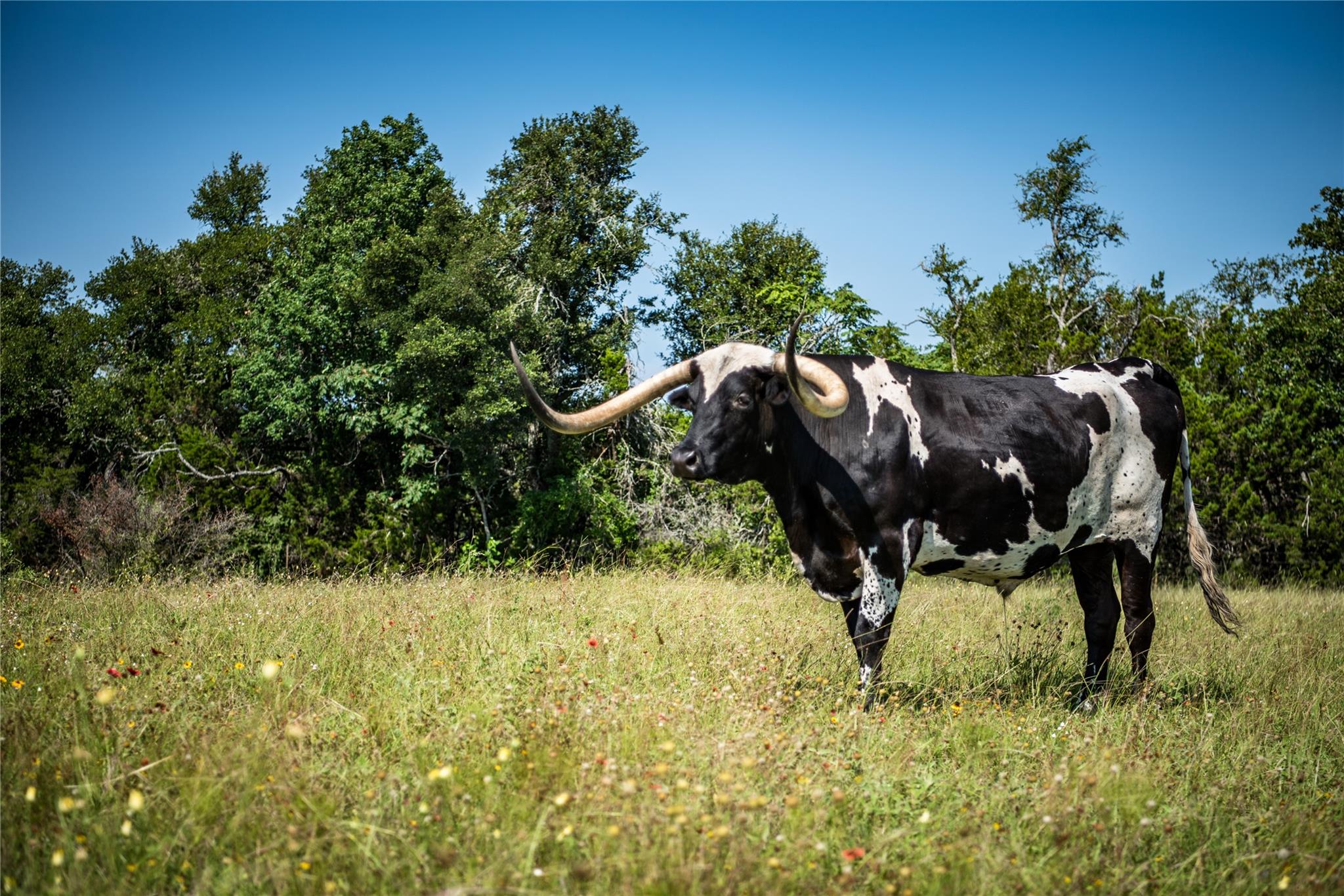 12350 N Hwy 16 Highway, Fredericksburg, TX 78624