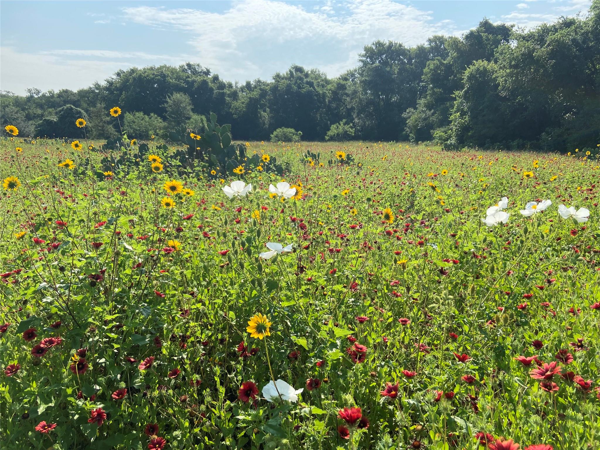 4668 Fm 535, Cedar Creek, TX 78612