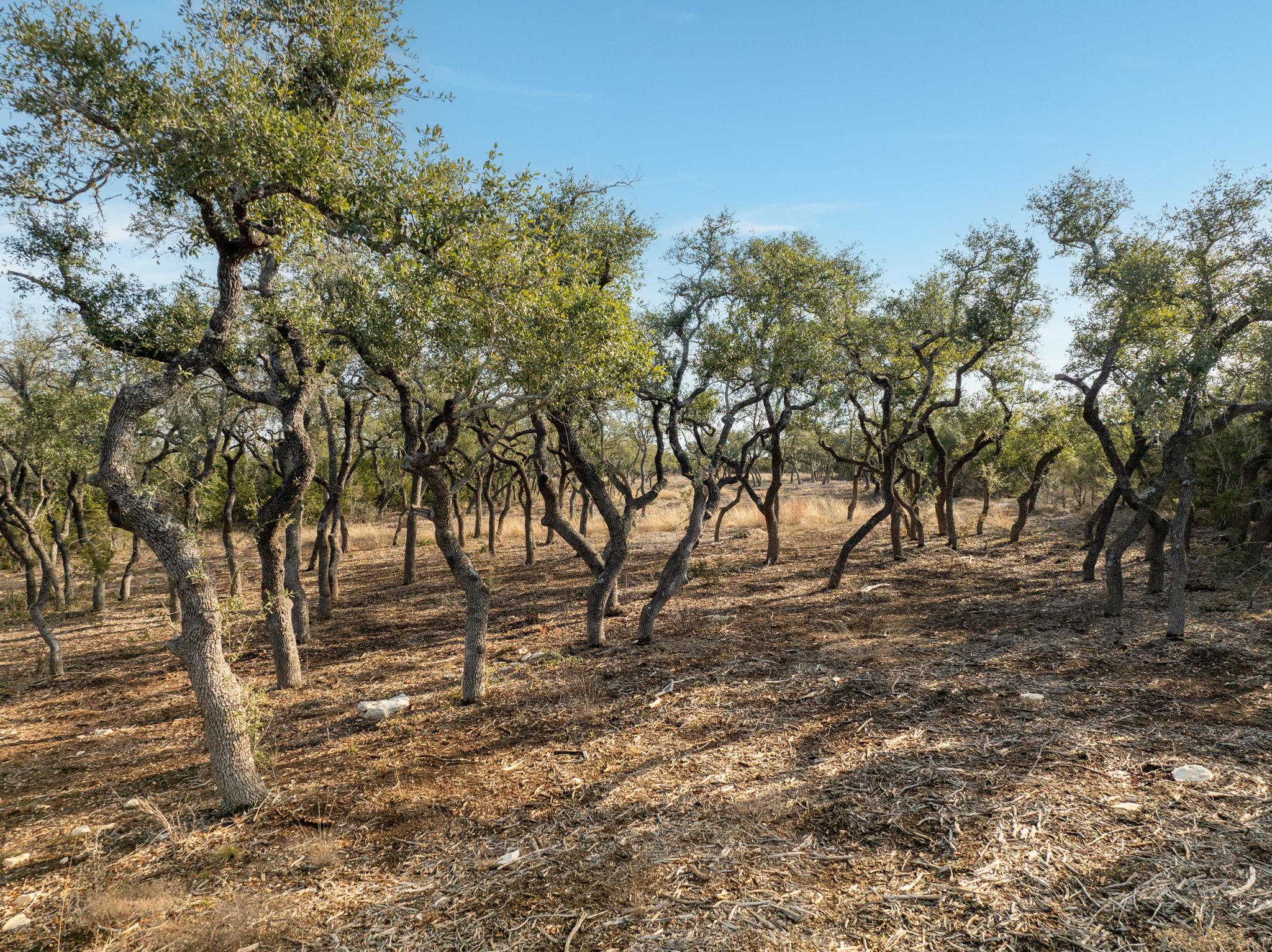 TBD Mesa Alta Ln, Dripping Springs, TX 78620