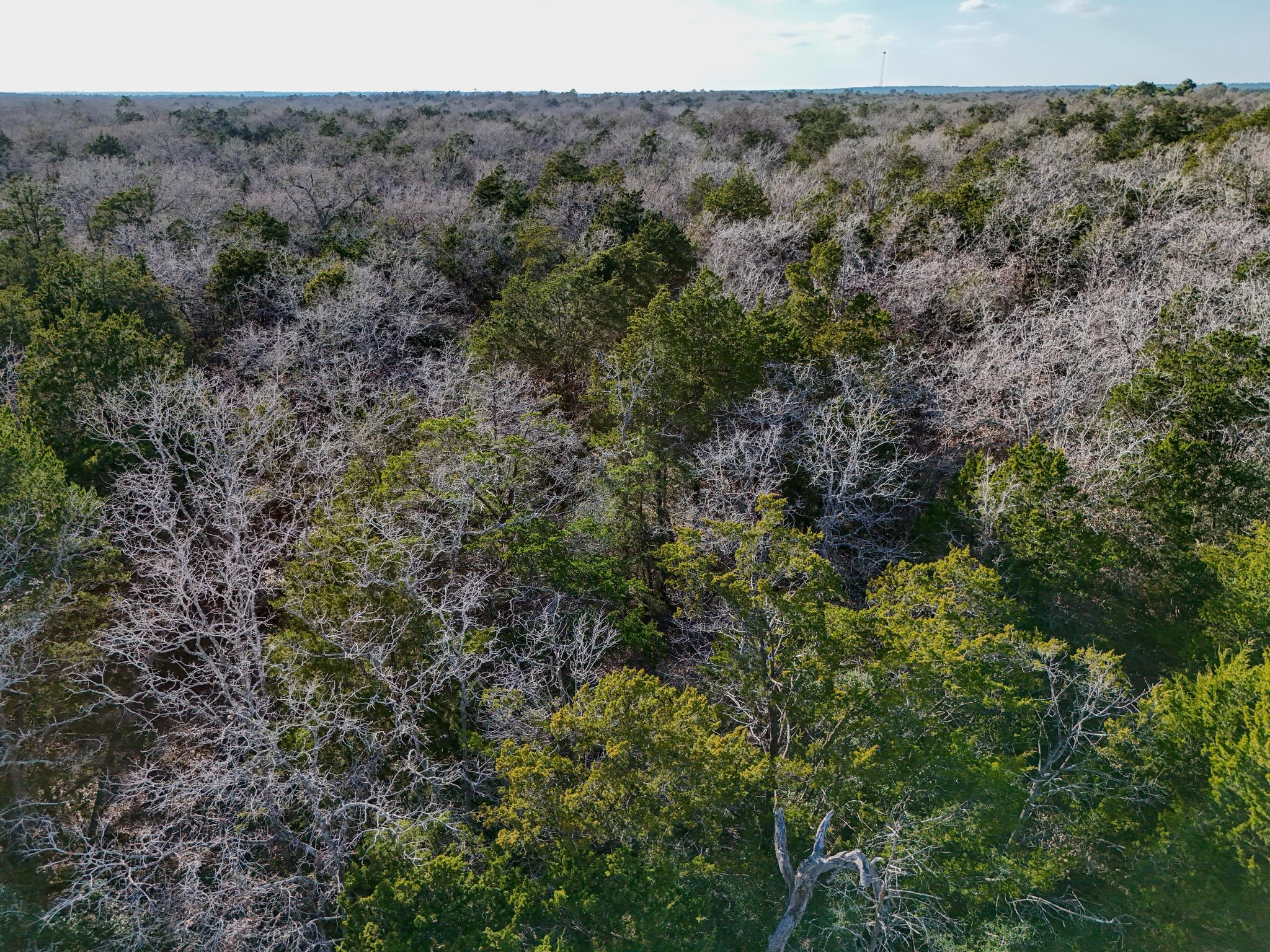 Lot 12 Antioch Rd, Paige, TX 78659