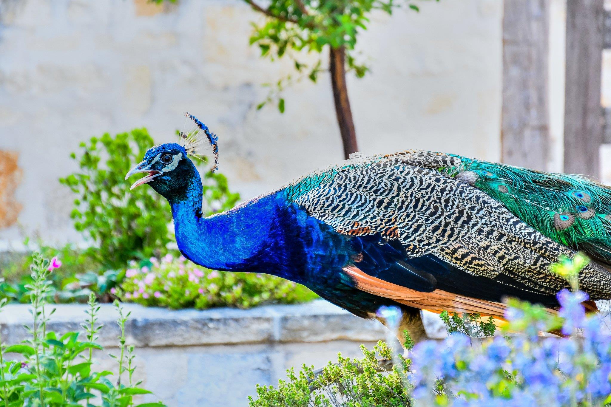 Dripping Springs, TX 78620