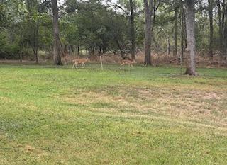 338 W Keanahalululu Ln, Bastrop, TX 78602