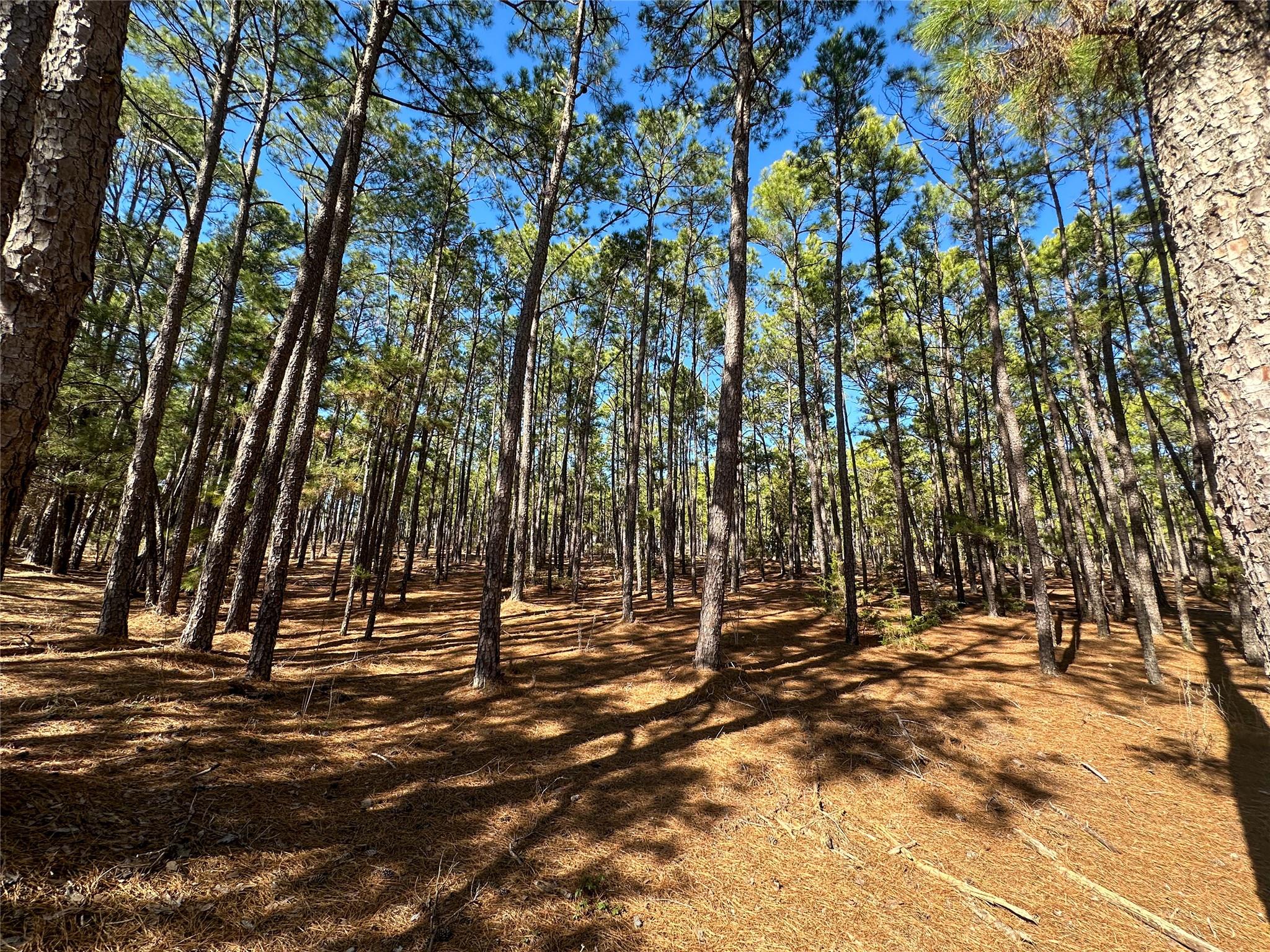 Lot 12 Hickory Ridge Dr, Bastrop, TX 78602