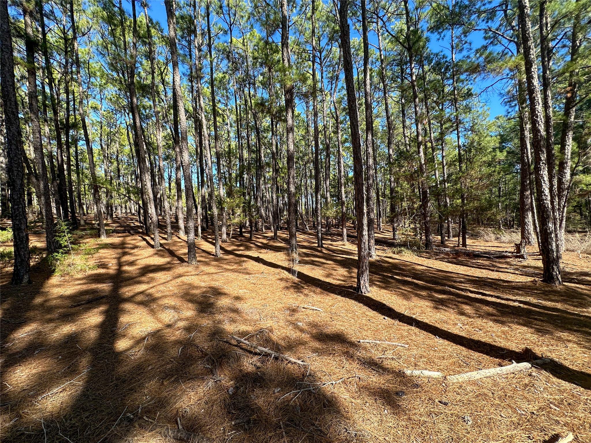 Lot 12 Hickory Ridge Dr, Bastrop, TX 78602