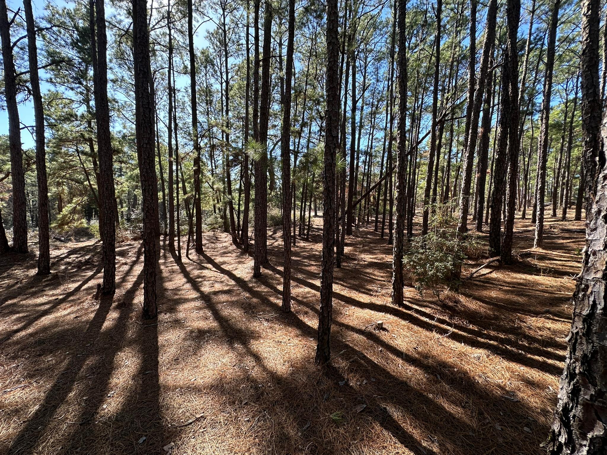 Lot 12 Hickory Ridge Dr, Bastrop, TX 78602