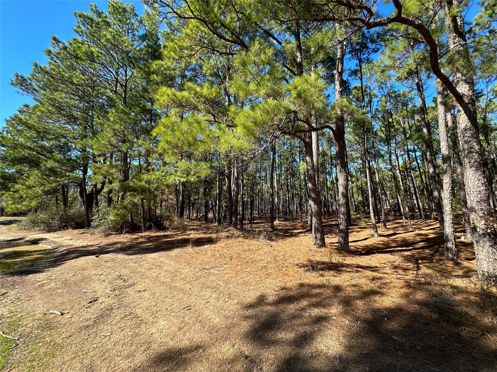 Lot 12 Hickory Ridge Dr, Bastrop, TX 78602