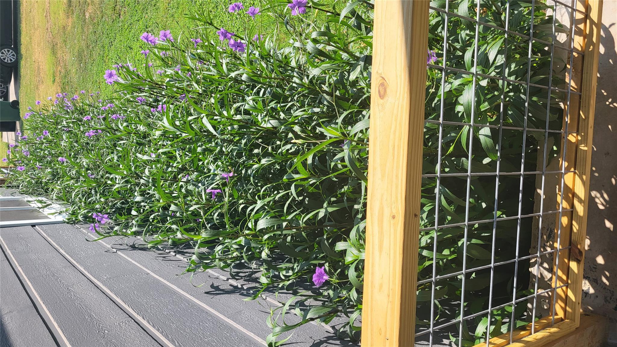 210 Fallwell St, Liberty Hill, TX 78642