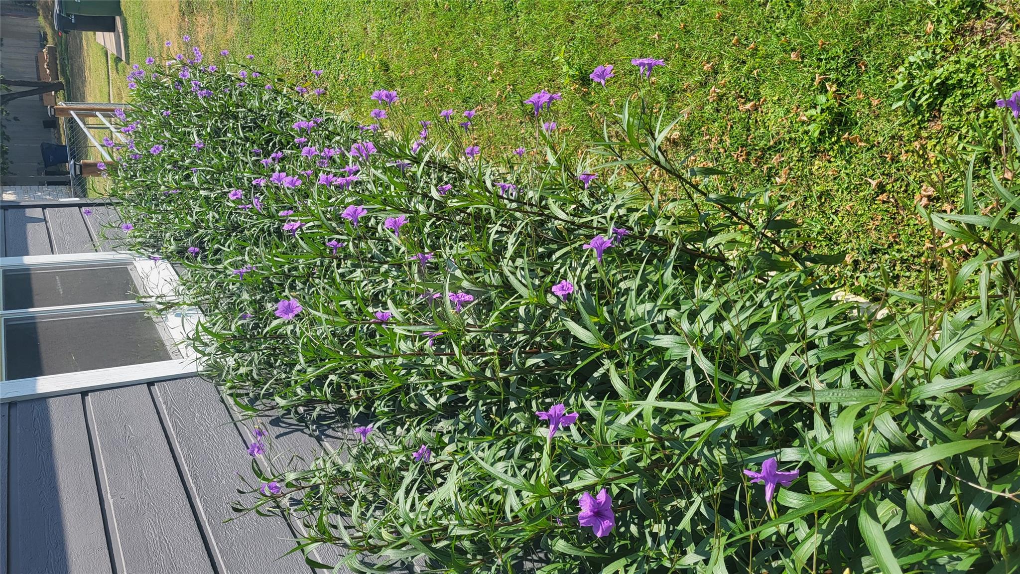 210 Fallwell St, Liberty Hill, TX 78642