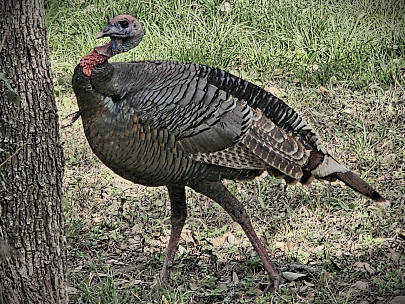 250 E Ridgewood Rd, Georgetown, TX 78633