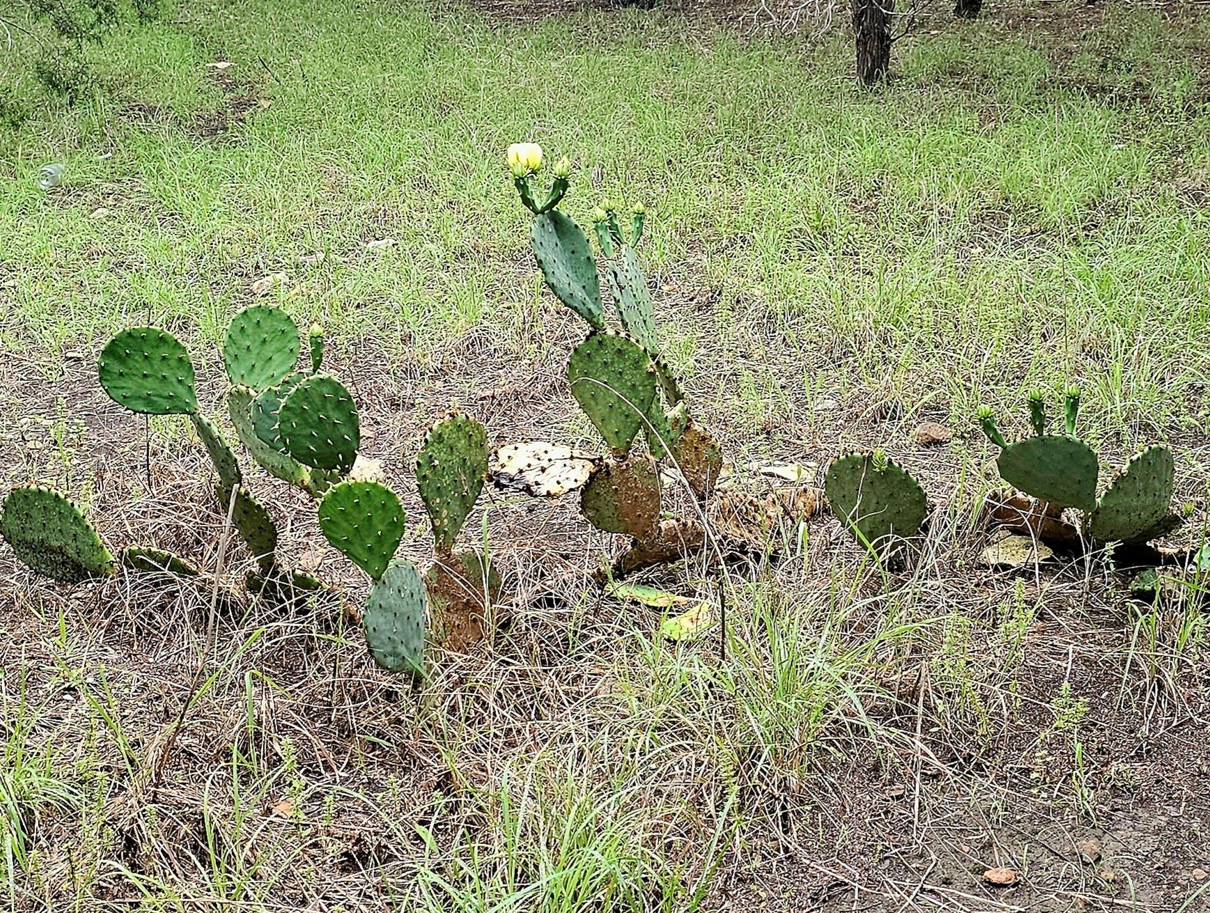 250 E Ridgewood Rd, Georgetown, TX 78633