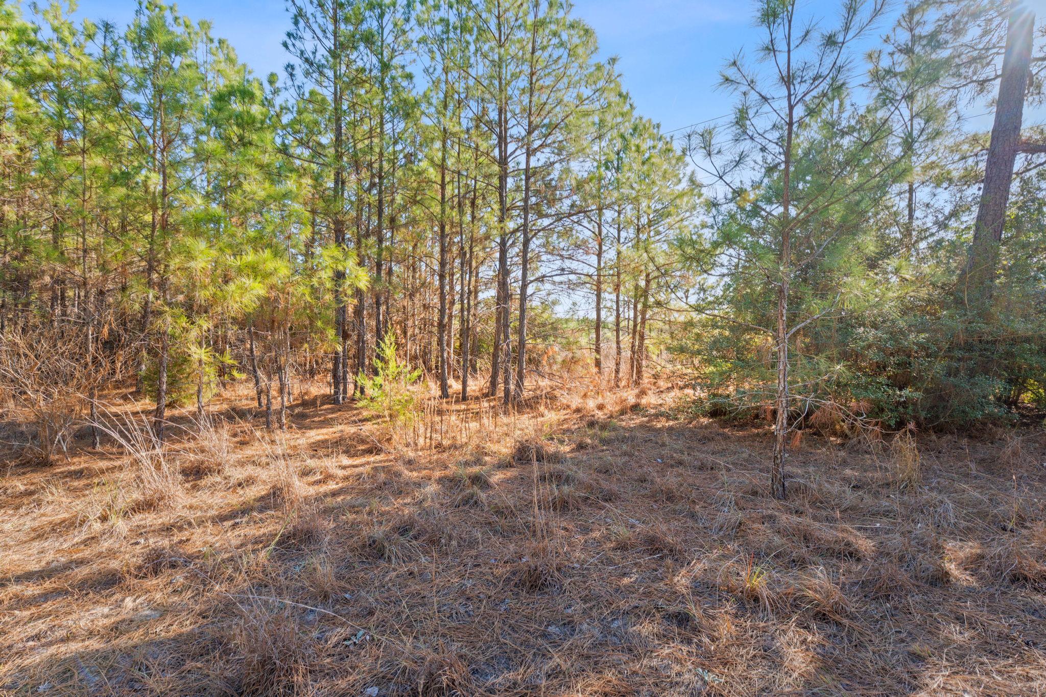 Lot 65 State Highway 21, Bastrop, TX 78602