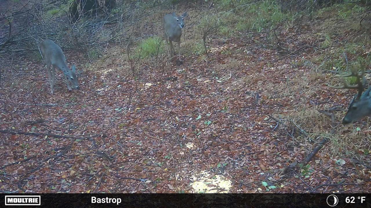 0000 FM 2336, McDade, TX 78650