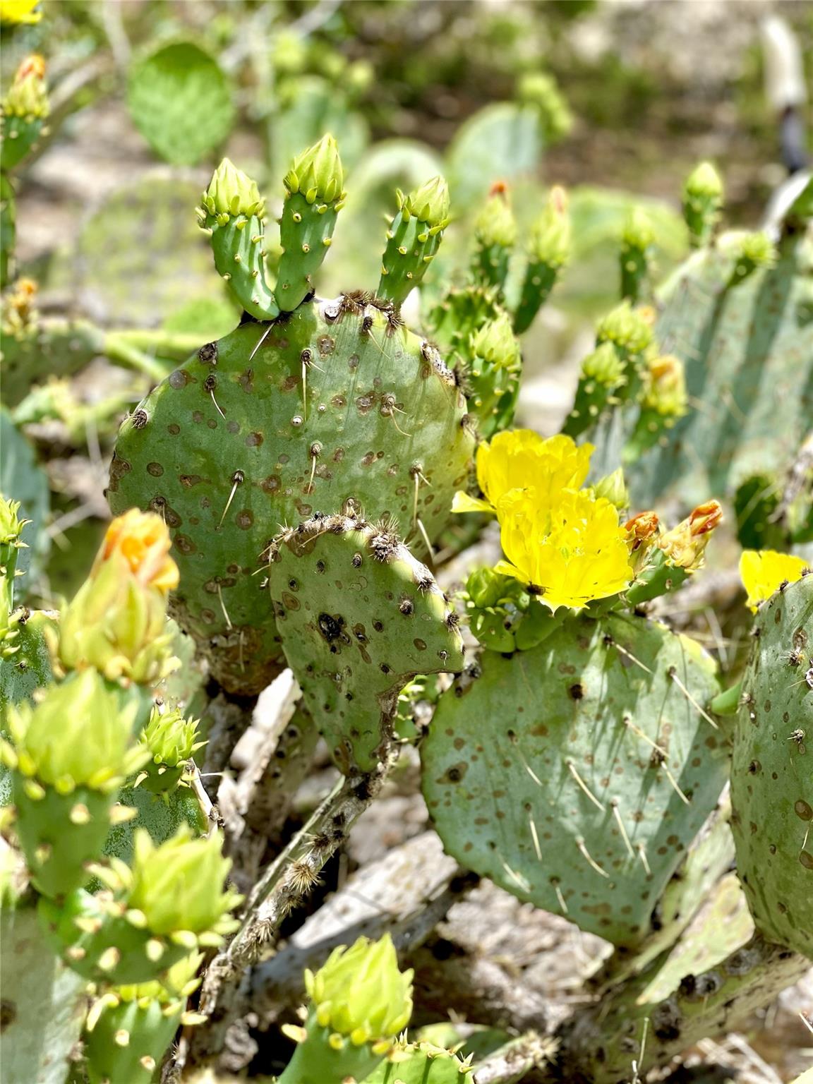 684 Stoneleigh Rd, Center Point, TX 78010