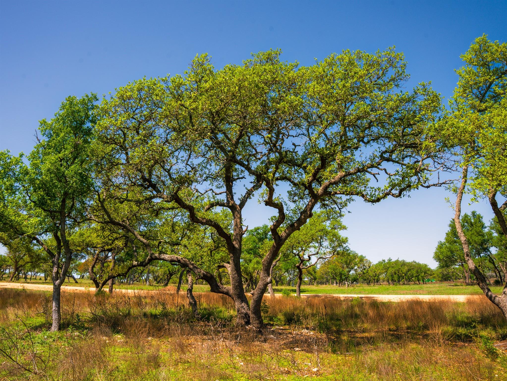 000 Serenity Springs Rnch, Johnson City, TX 78636