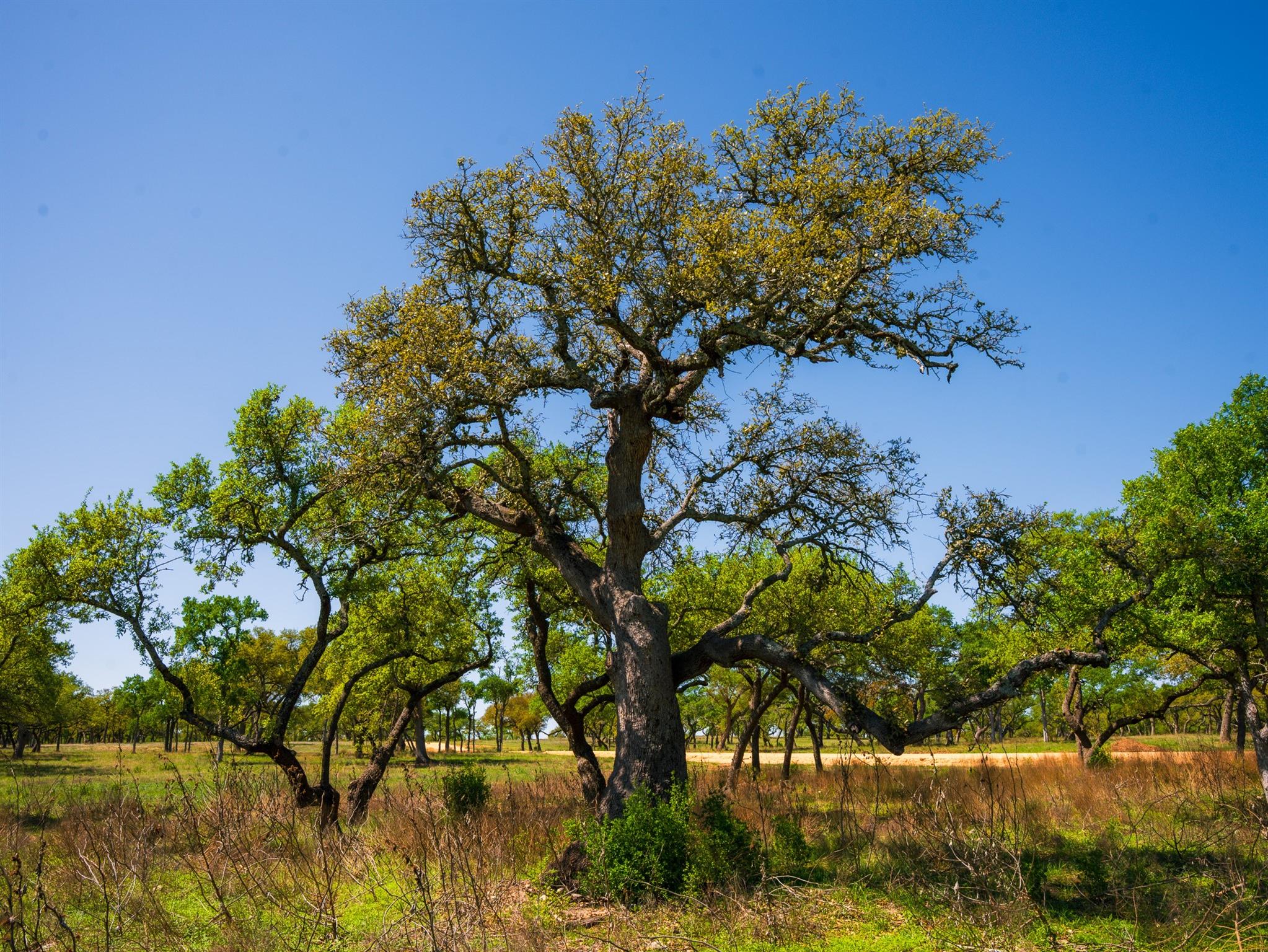 000 Serenity Springs Rnch, Johnson City, TX 78636