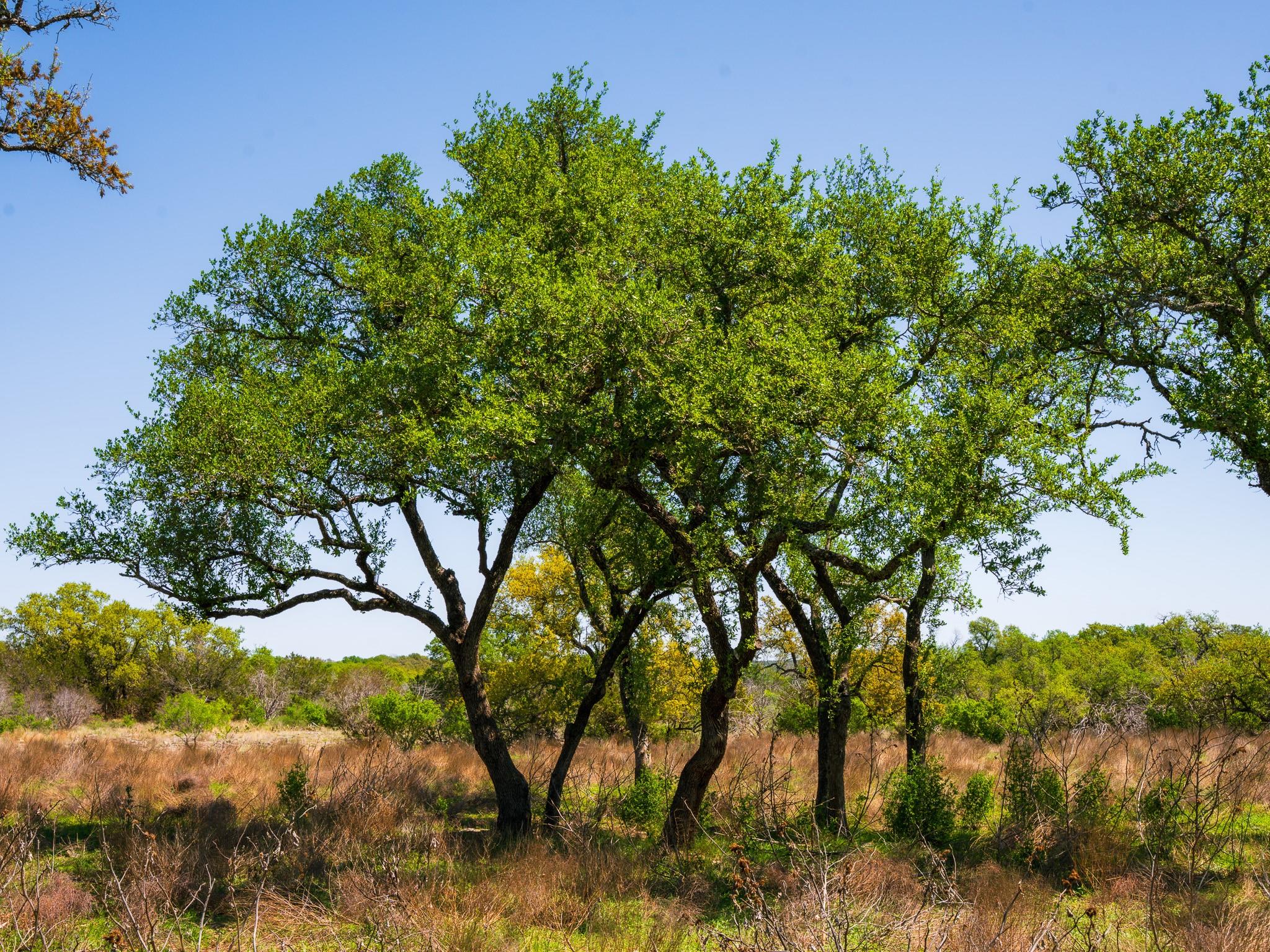 000 Serenity Springs Rnch, Johnson City, TX 78636