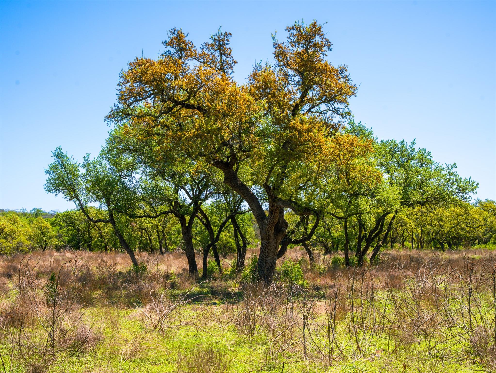 000 Serenity Springs Rnch, Johnson City, TX 78636