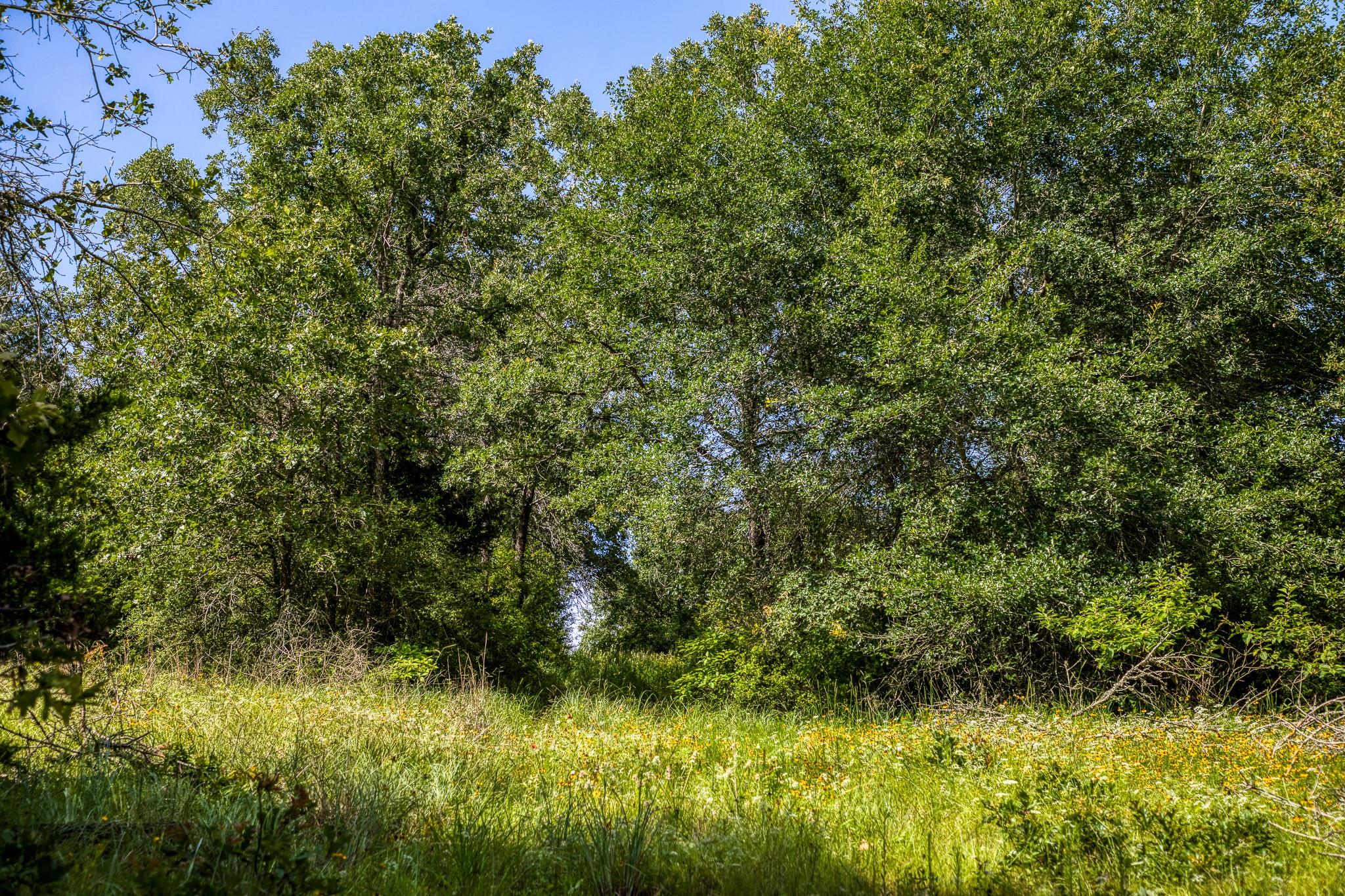 9808 FM 908, Caldwell, TX 77836