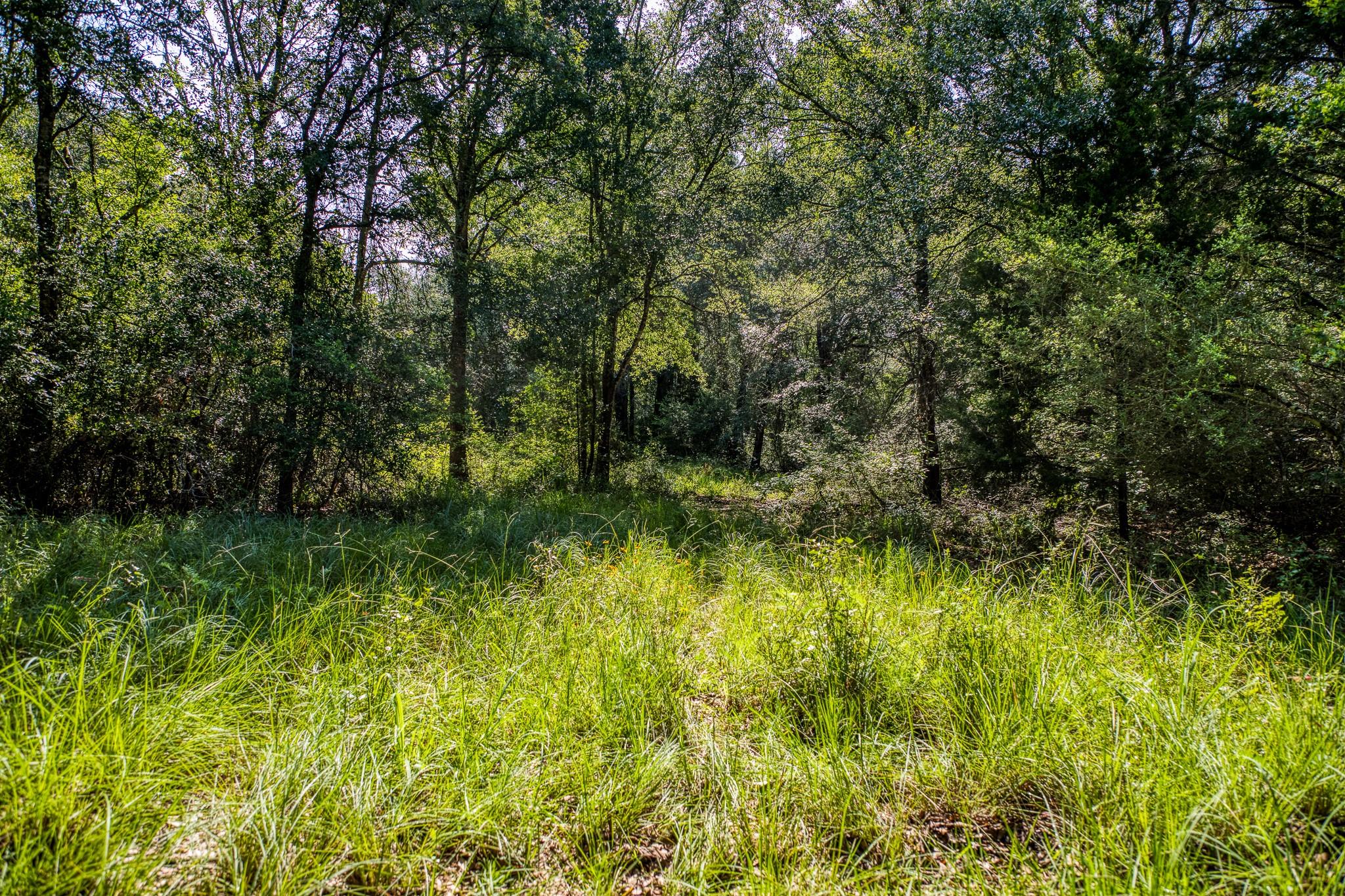 9808 FM 908, Caldwell, TX 77836