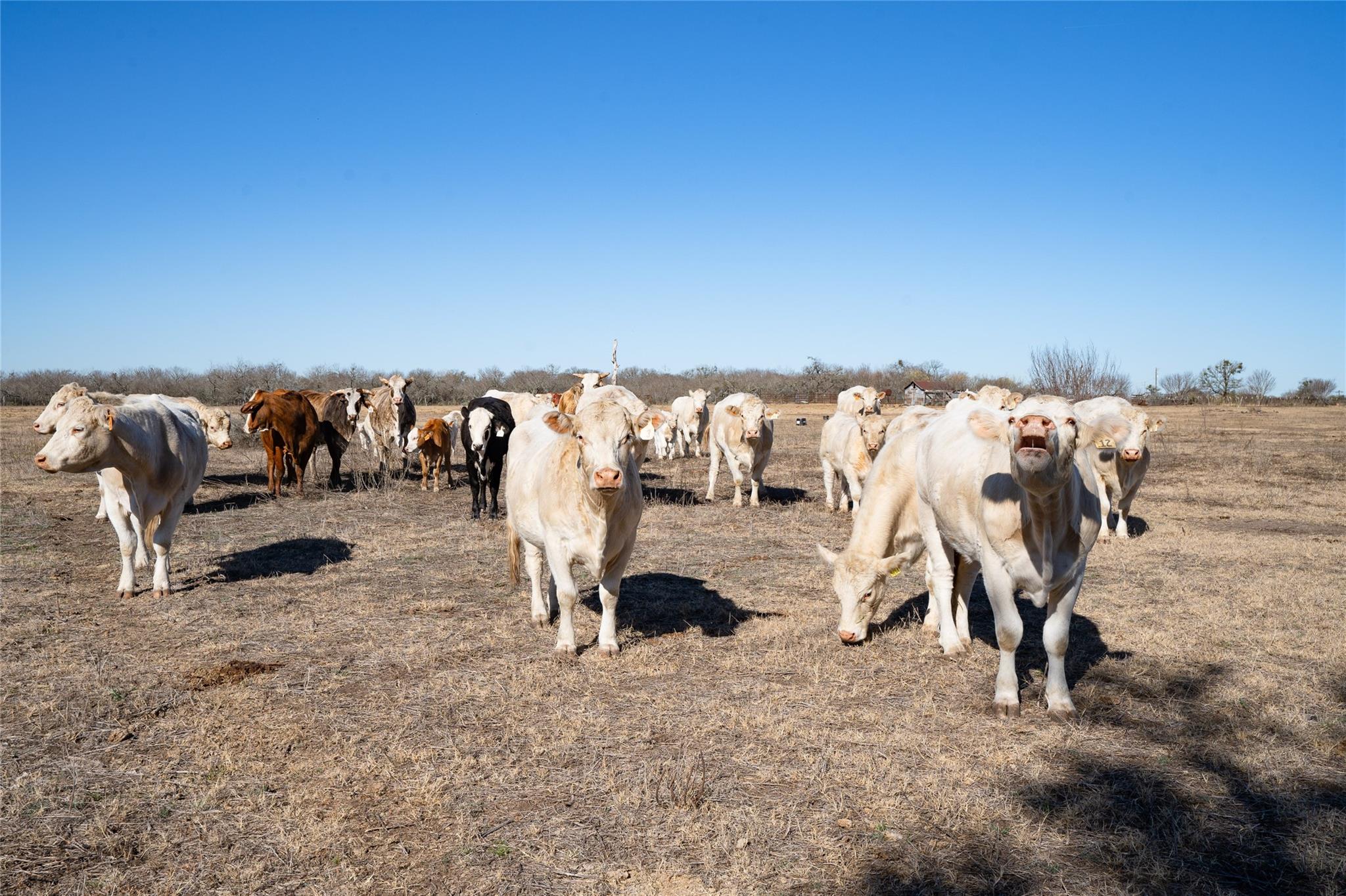 TBD Richards Dr, Del Valle, TX 78617