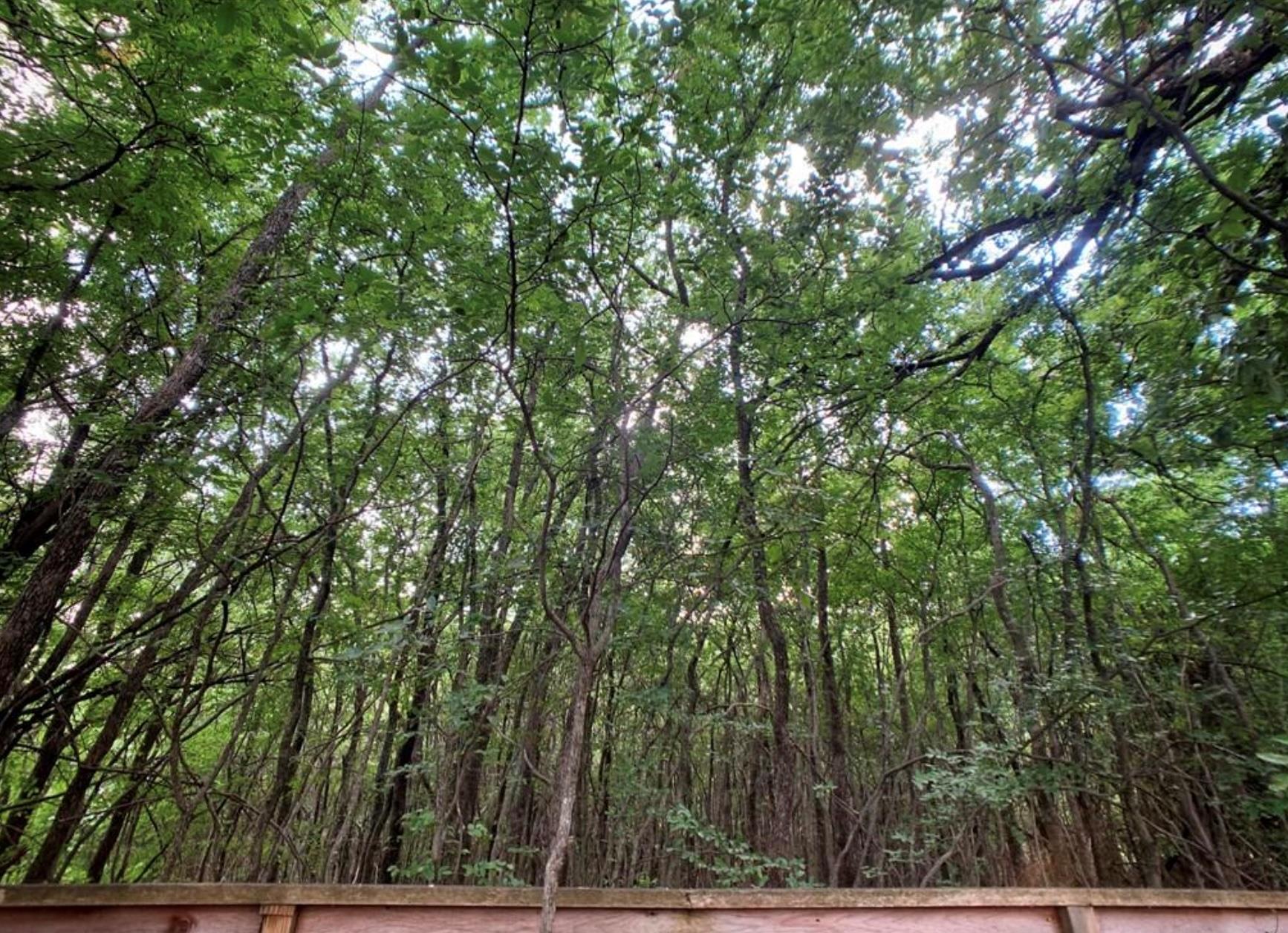 5603 Harold Ct, Austin, TX 78721