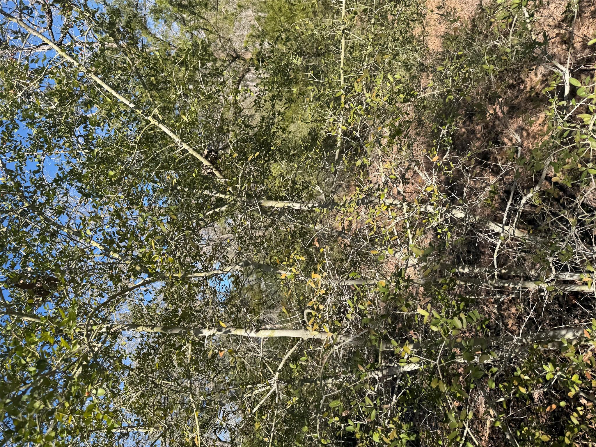 Lot 109 Wailupe Cir, Bastrop, TX 78602