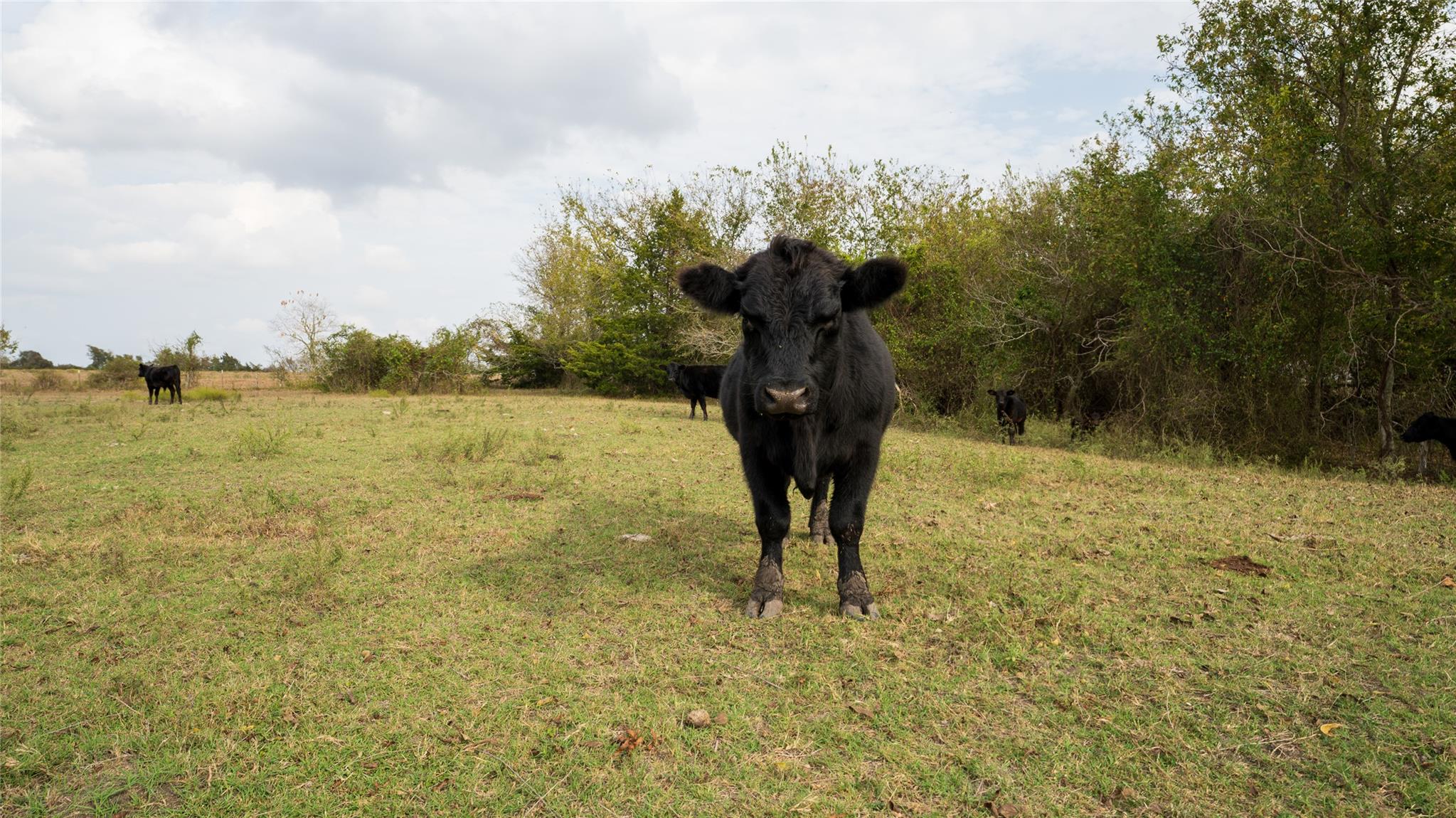 4646 Fm 2679 Rd, Burton, TX 77835