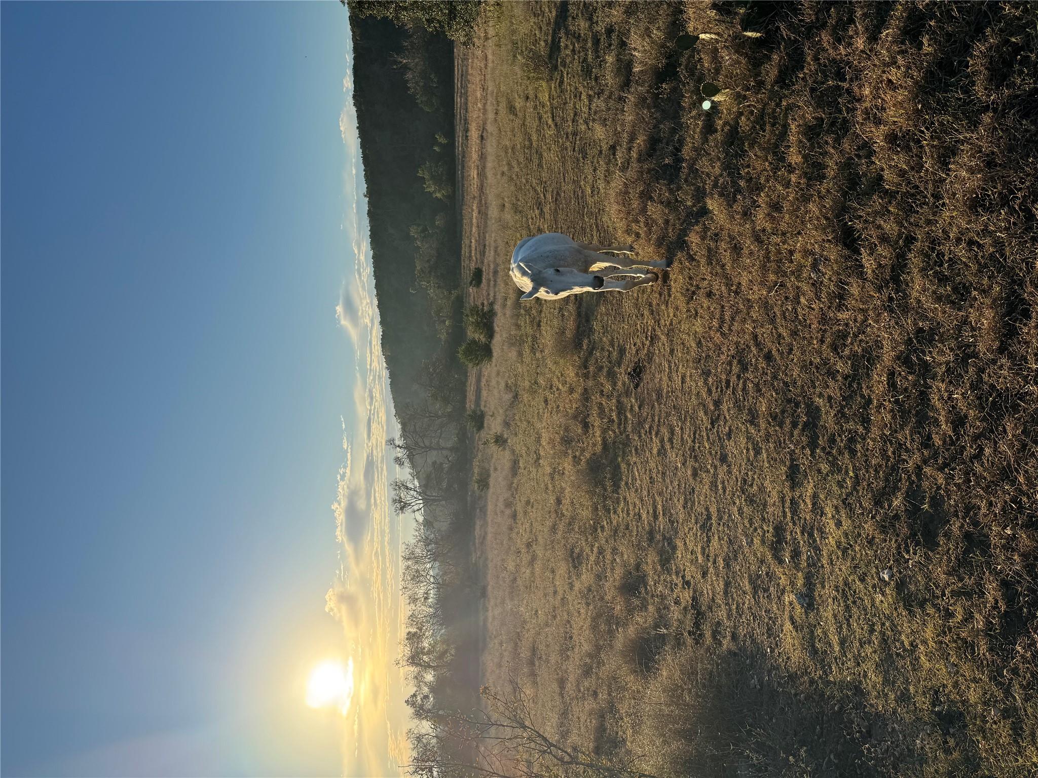 1441 Gatlin Creek Rd, Dripping Springs, TX 78620