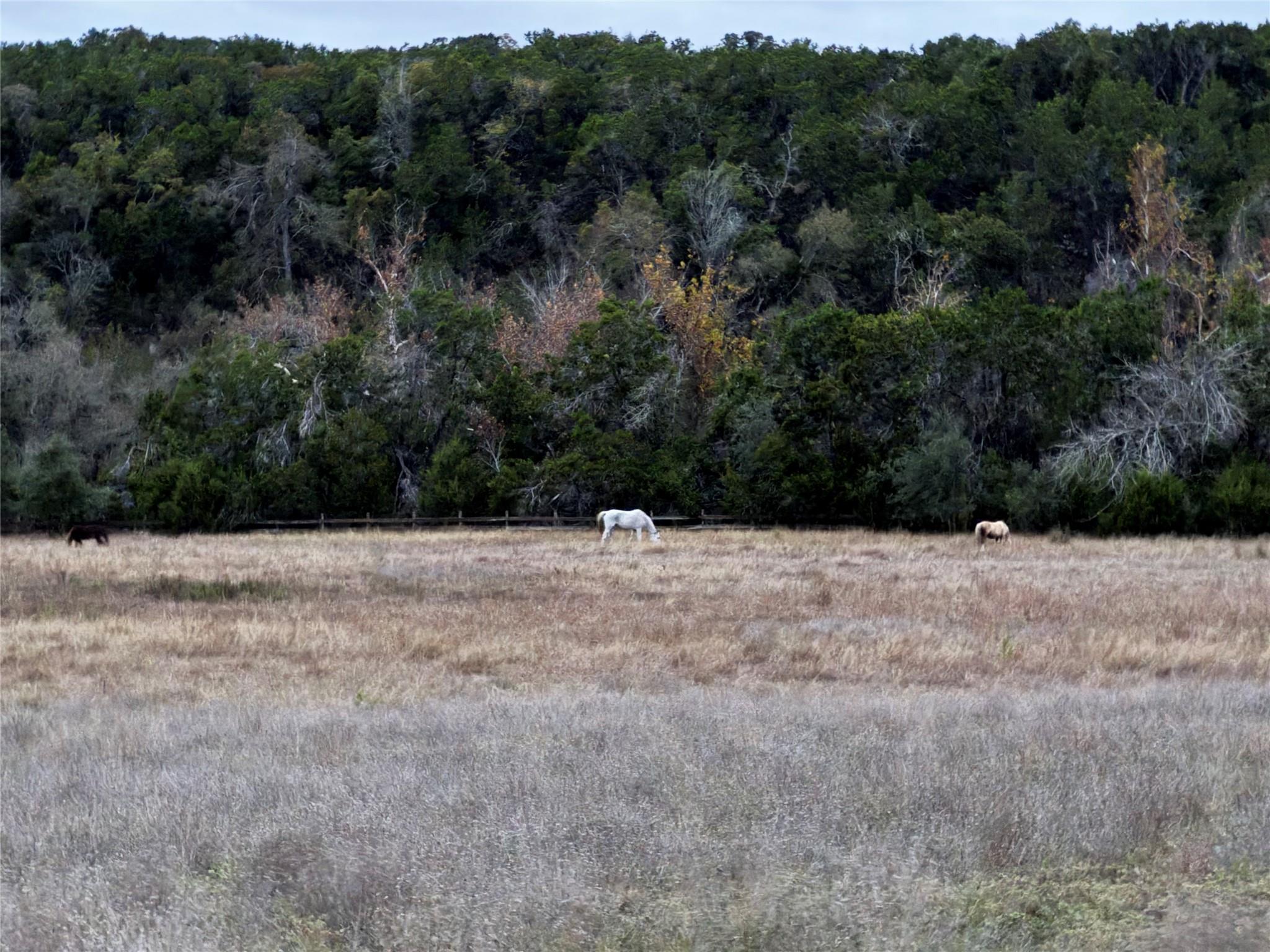 1441 Gatlin Creek Rd, Dripping Springs, TX 78620