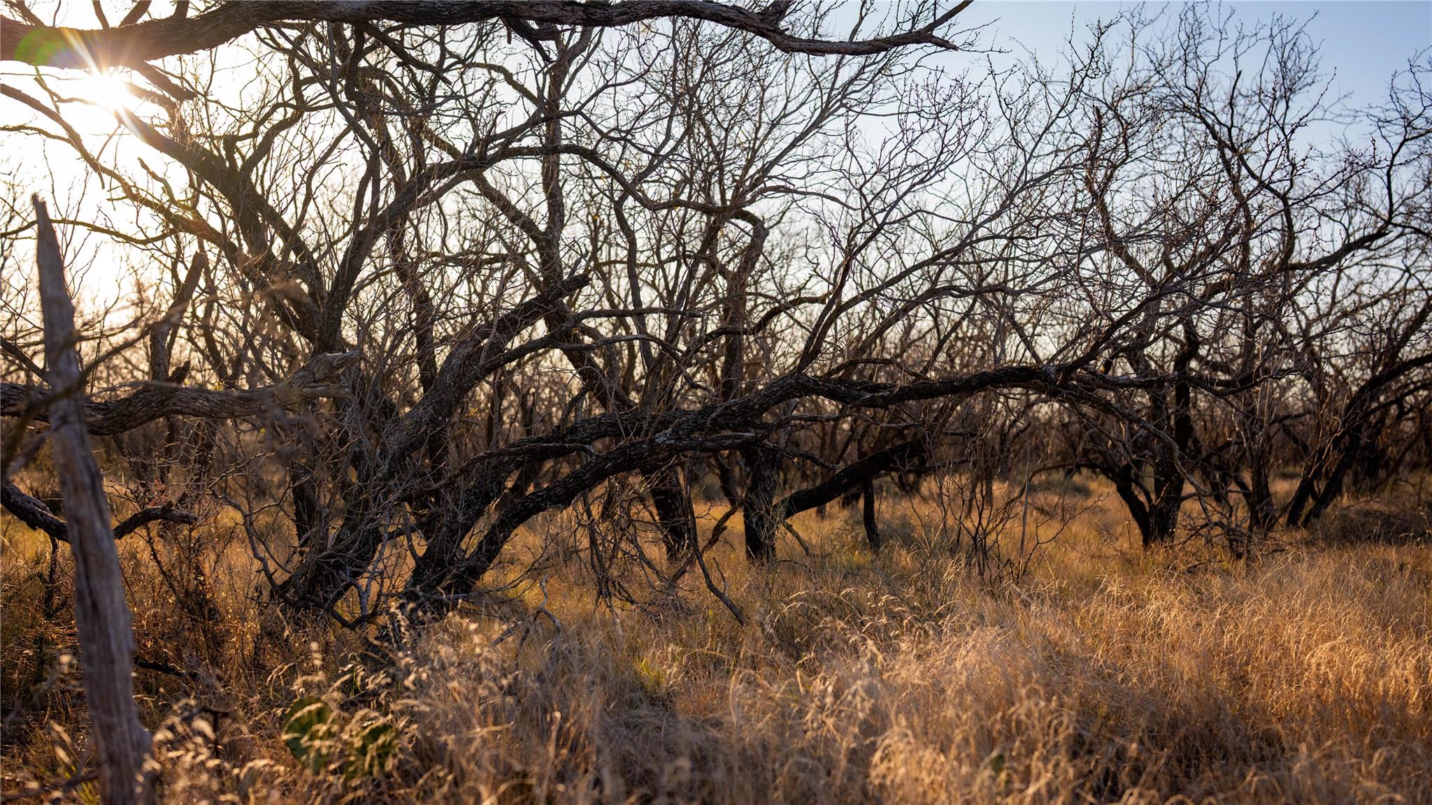 20775 County Road 1445, Paint Rock, TX 76866