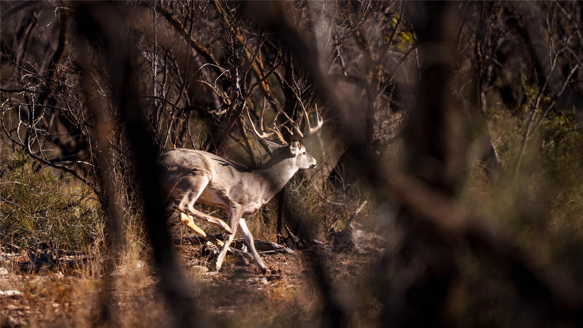 20775 County Road 1445, Paint Rock, TX 76866