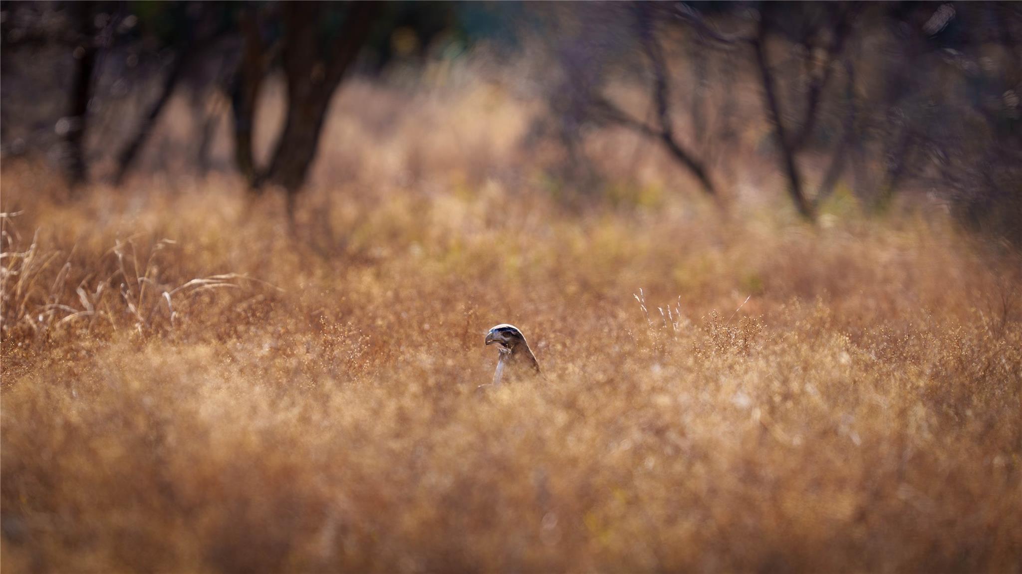 20775 County Road 1445, Paint Rock, TX 76866